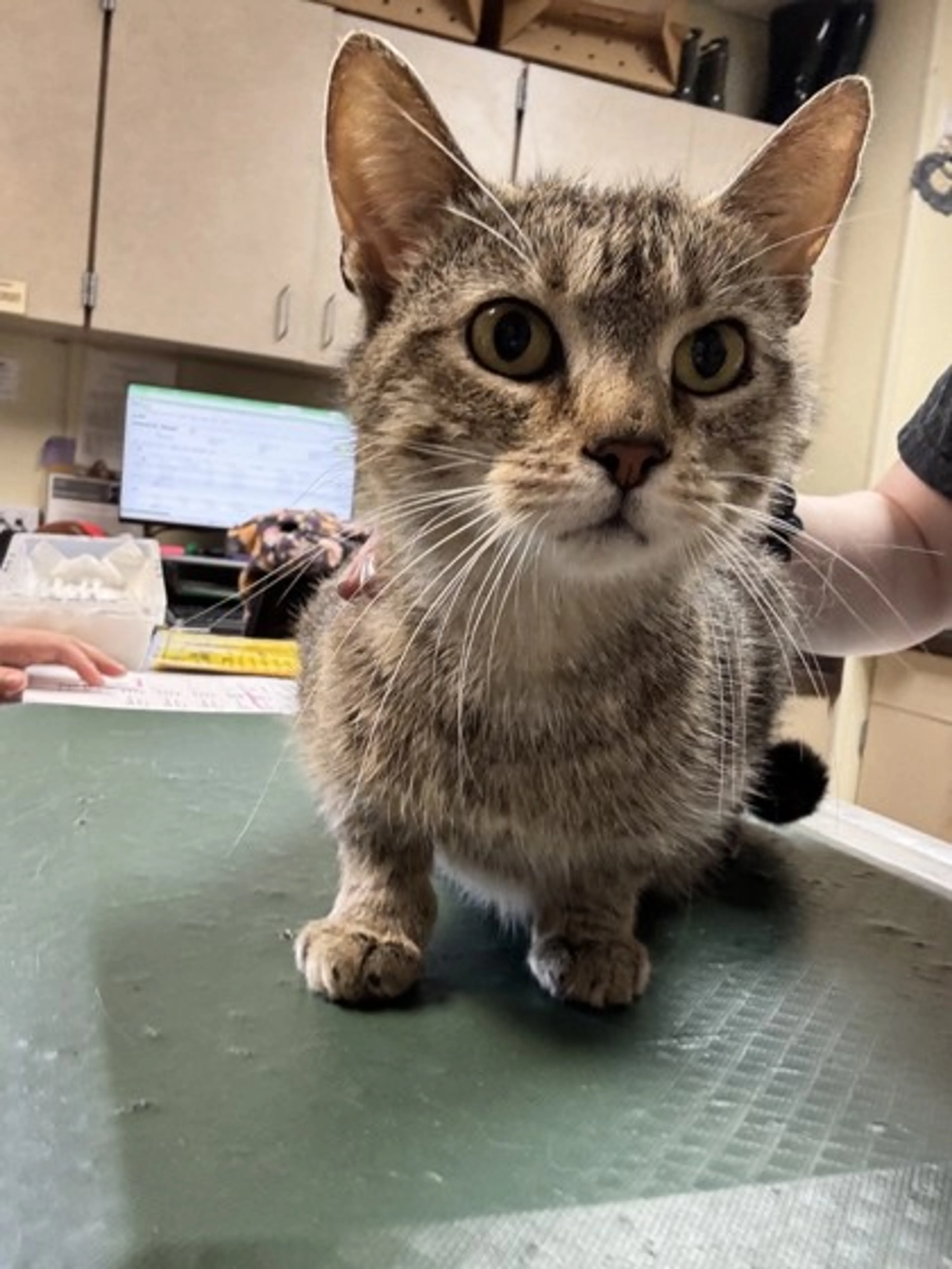 Found pet