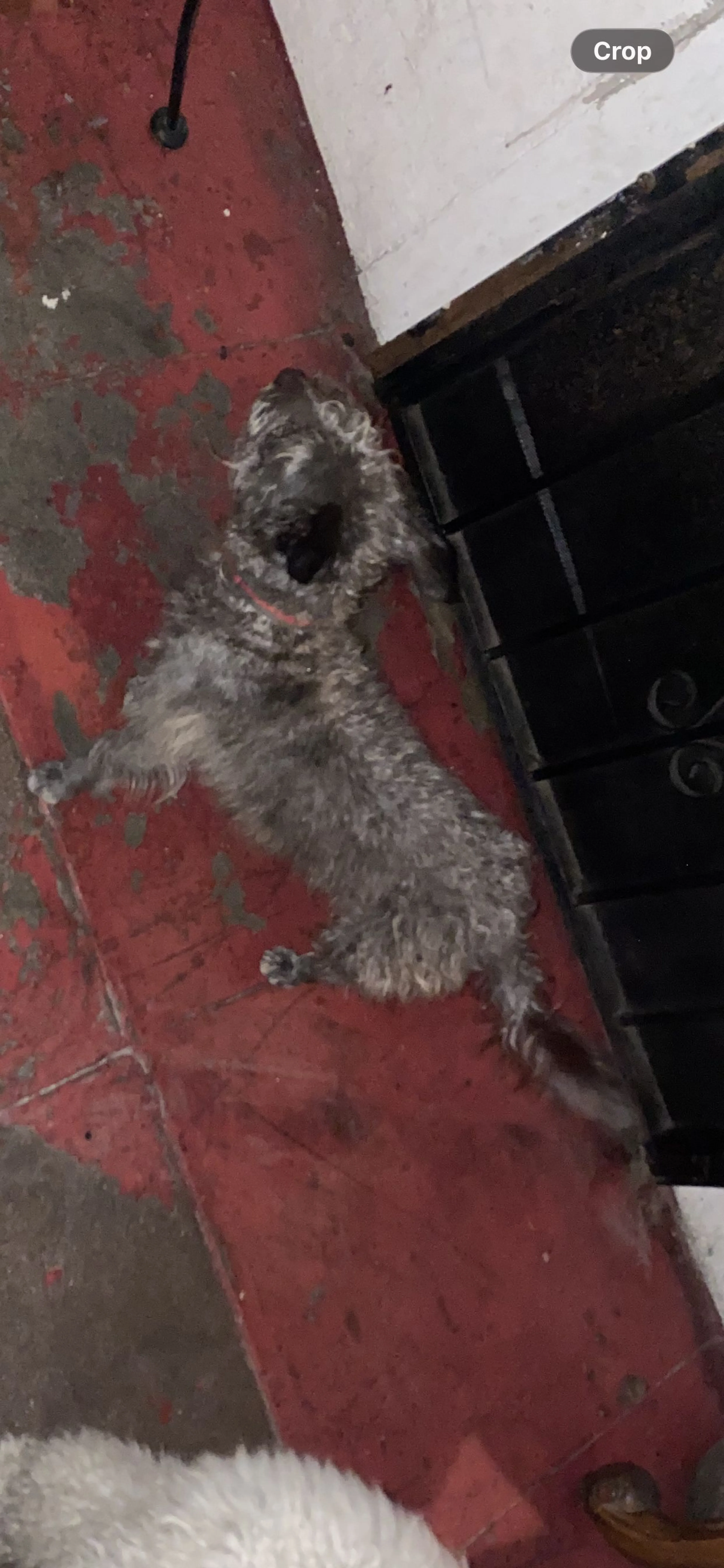 Lost pet-2