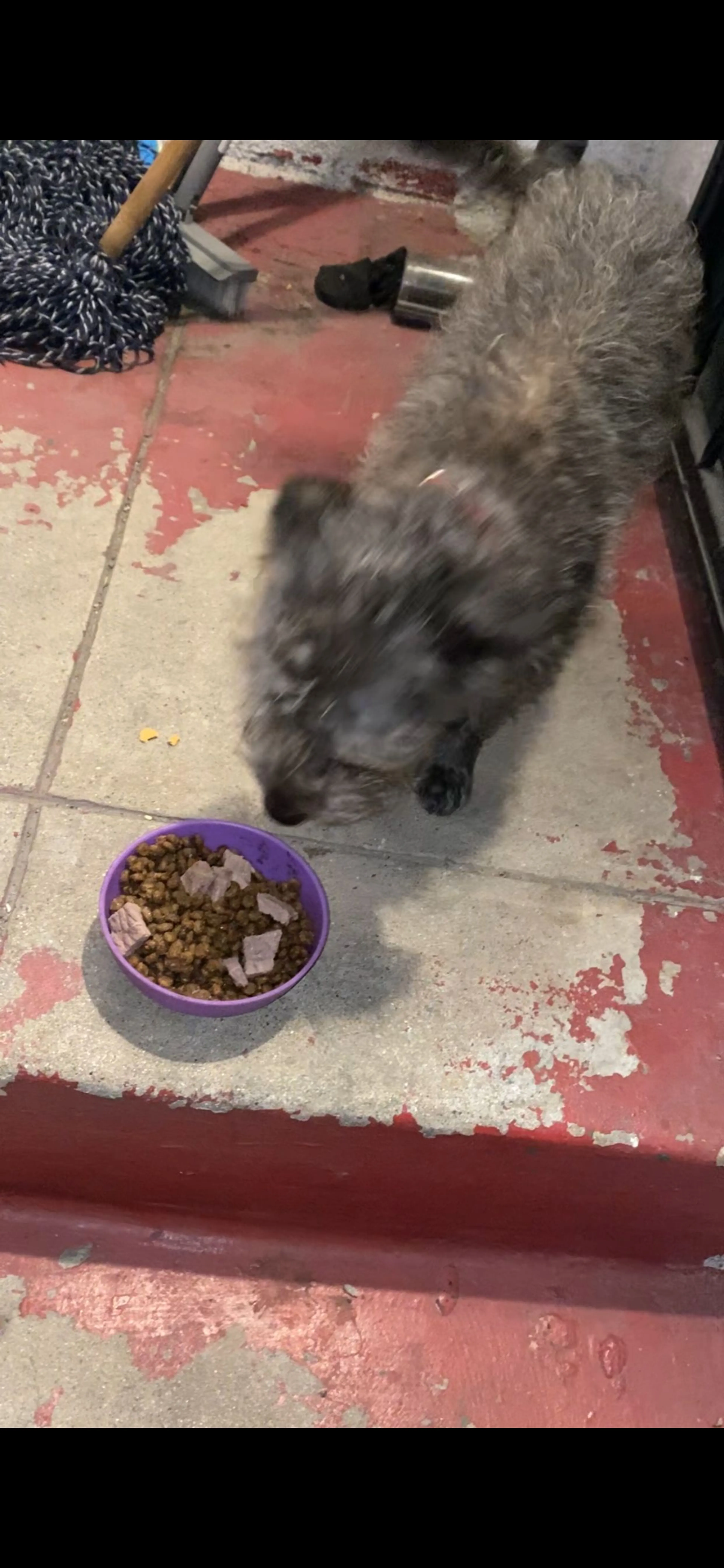 Lost pet-3