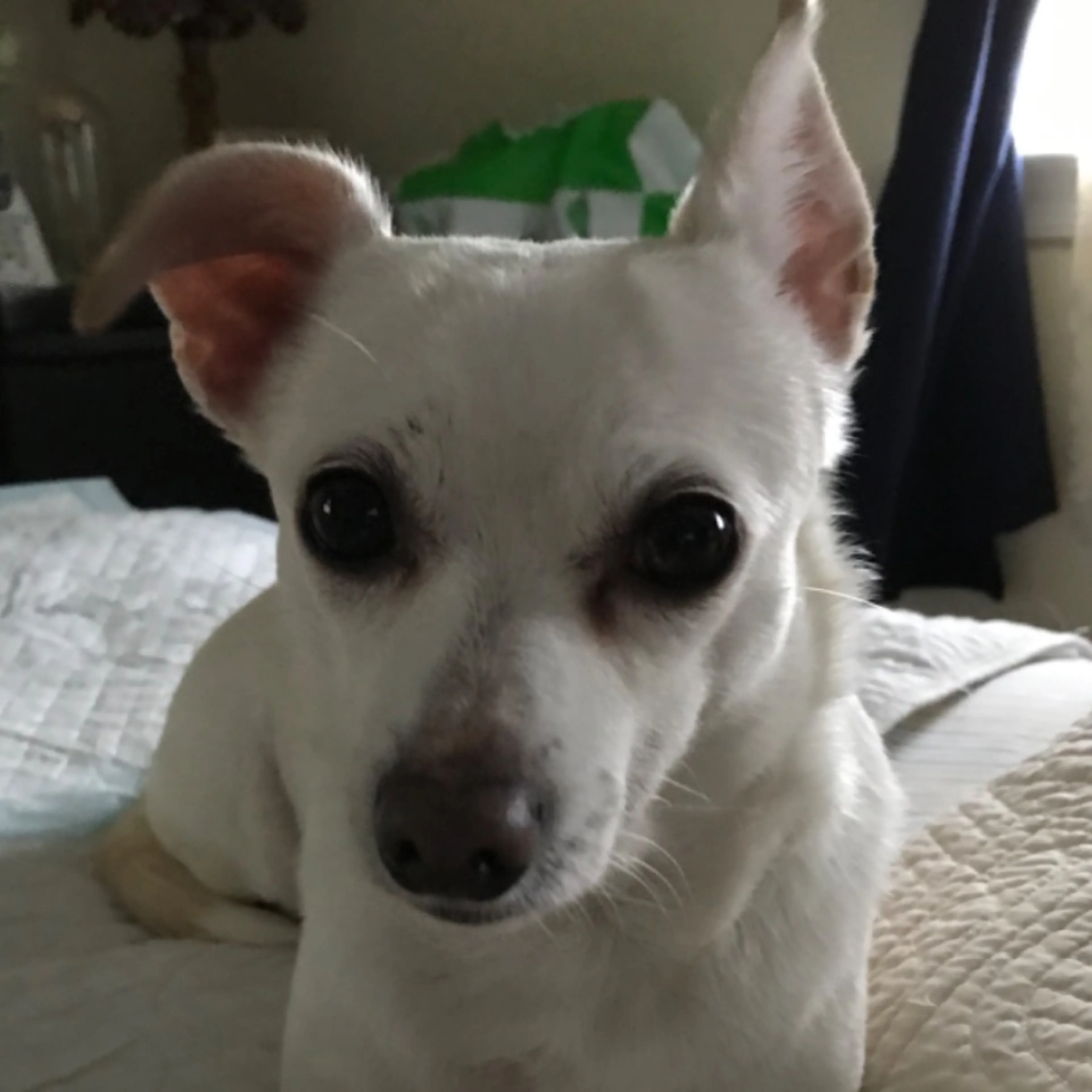Lost pet