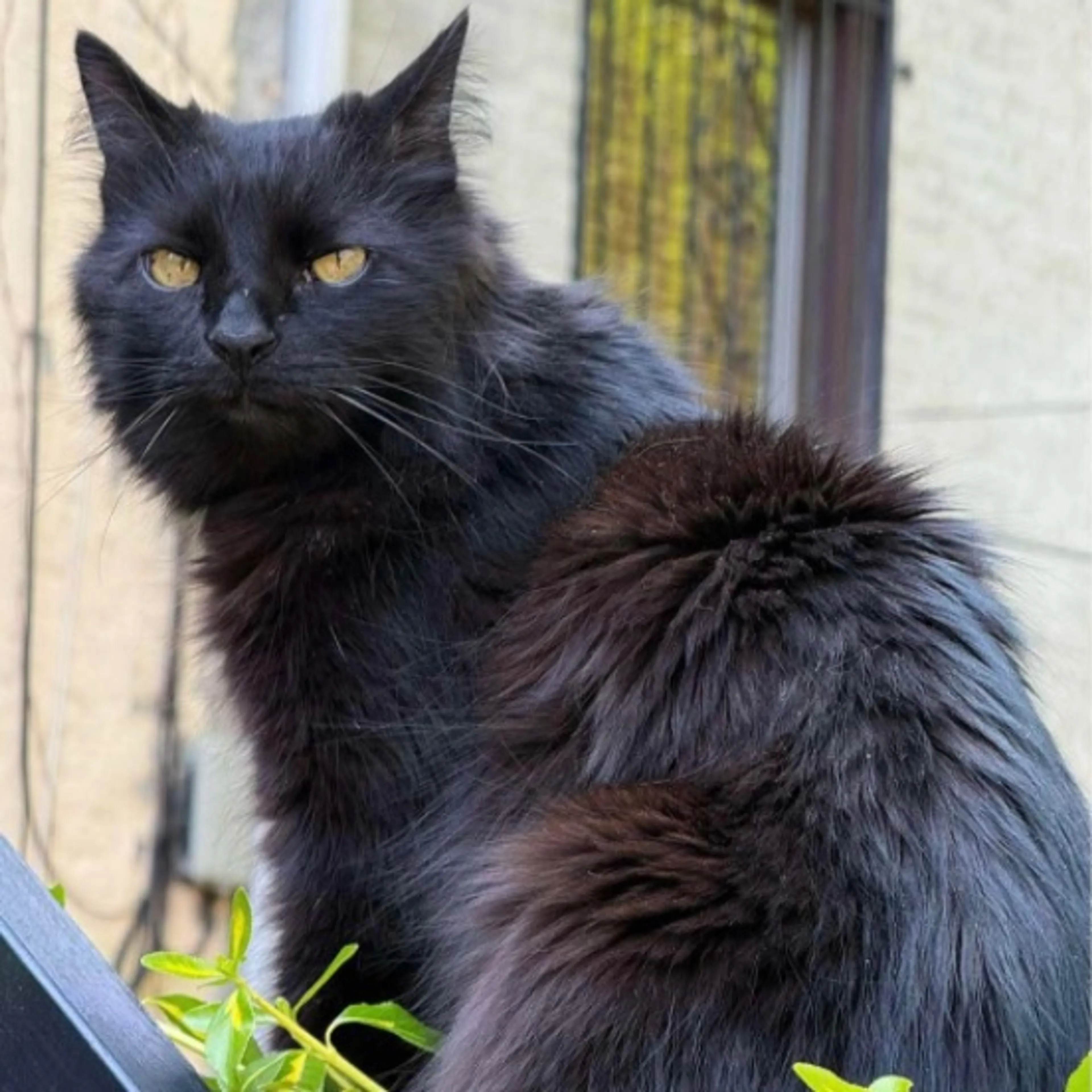 Lost pet