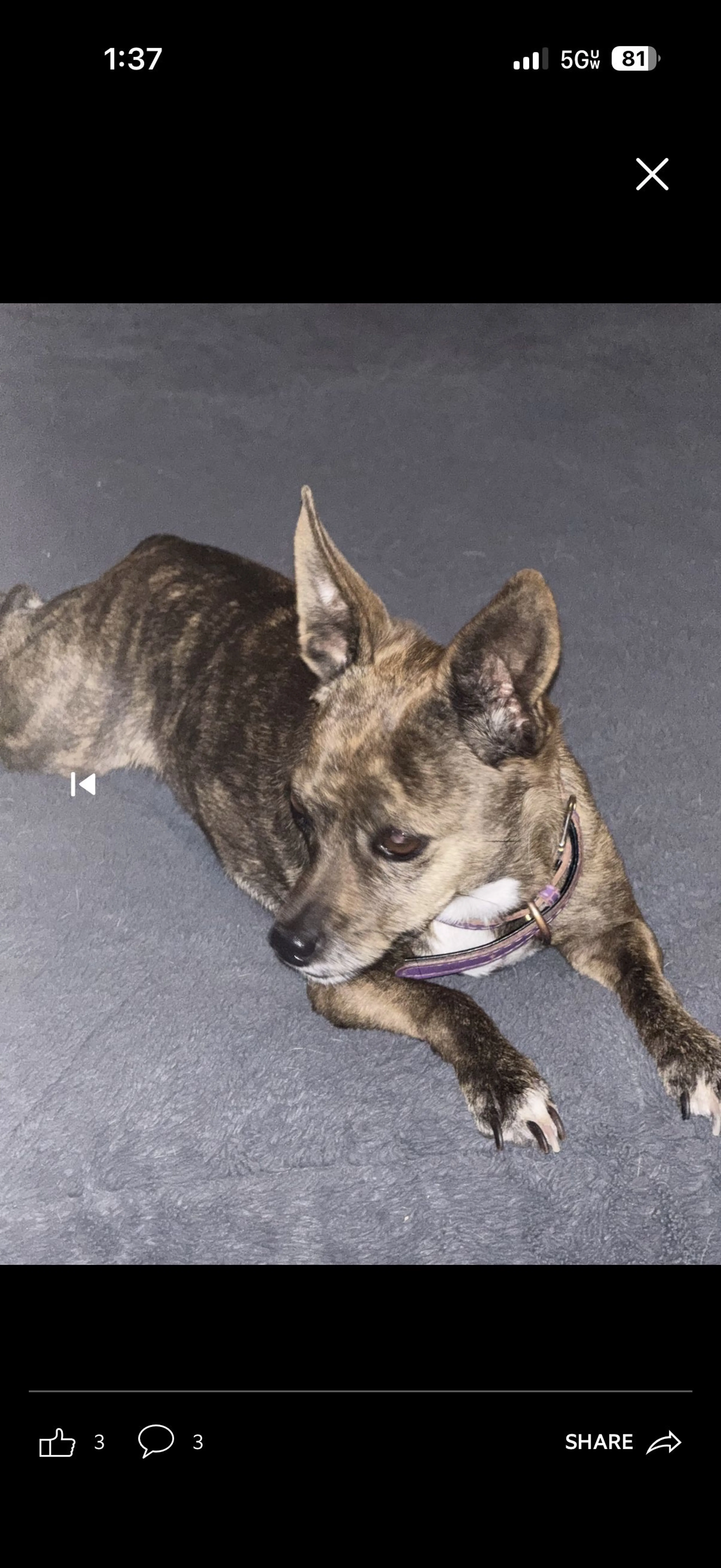Lost pet-1