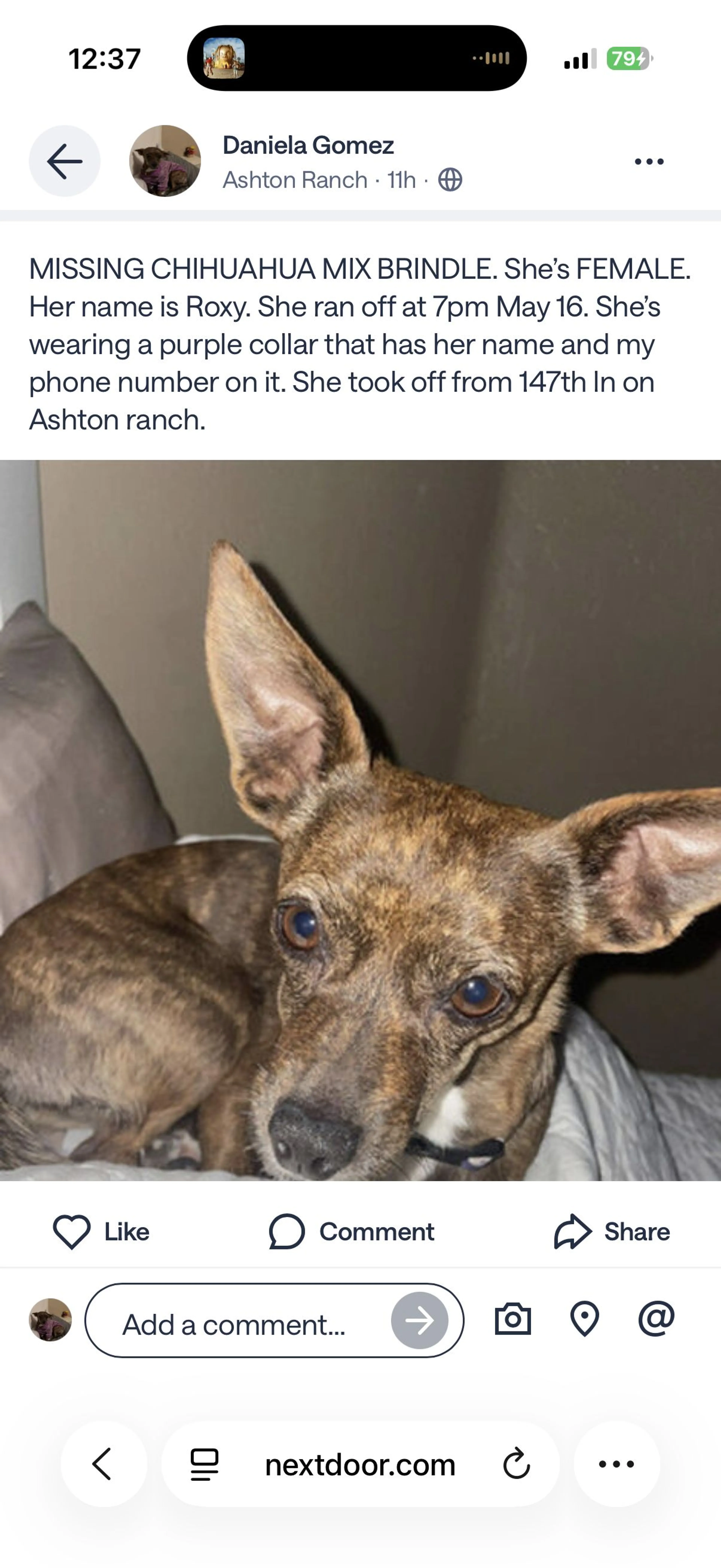 Lost pet-2