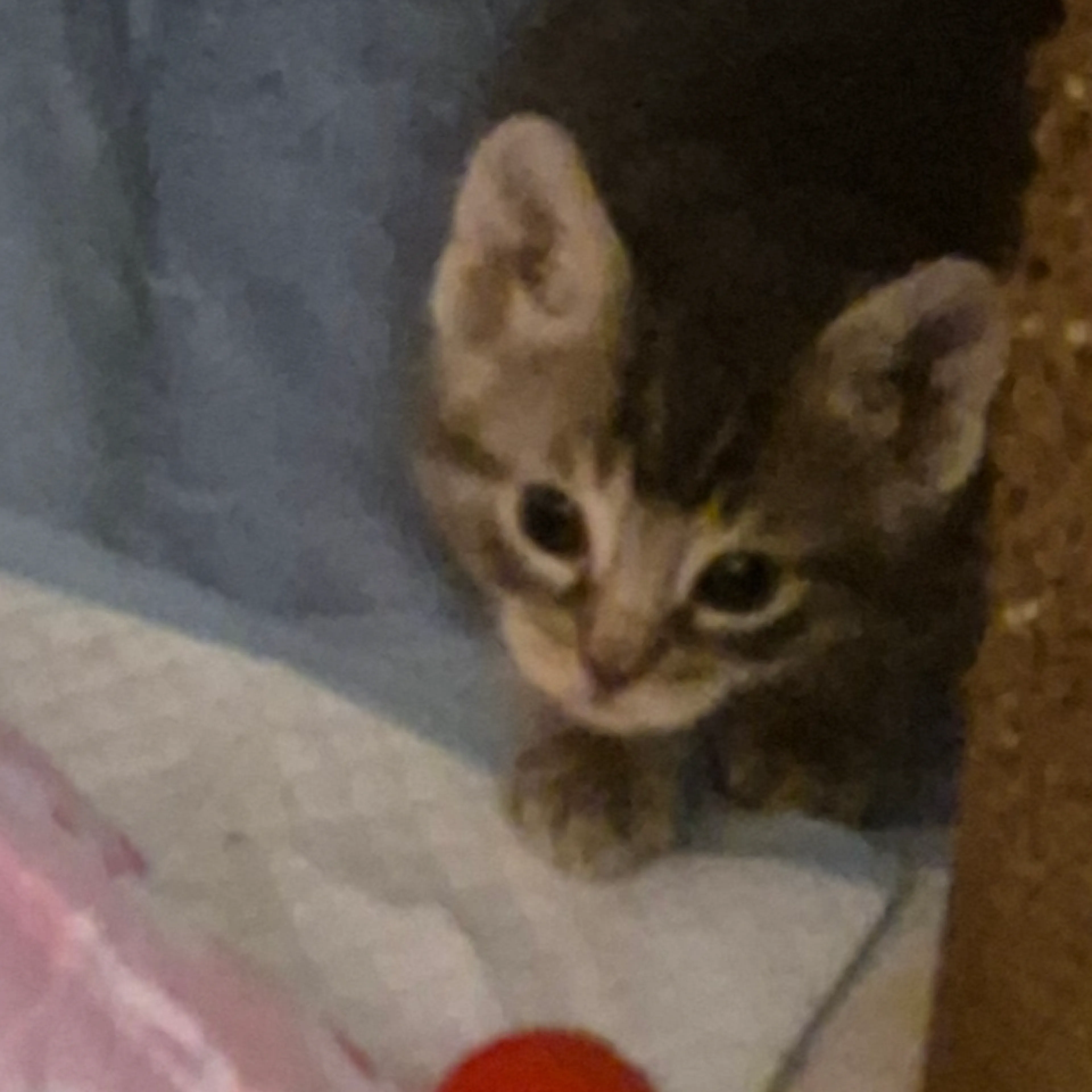 Found pet-1