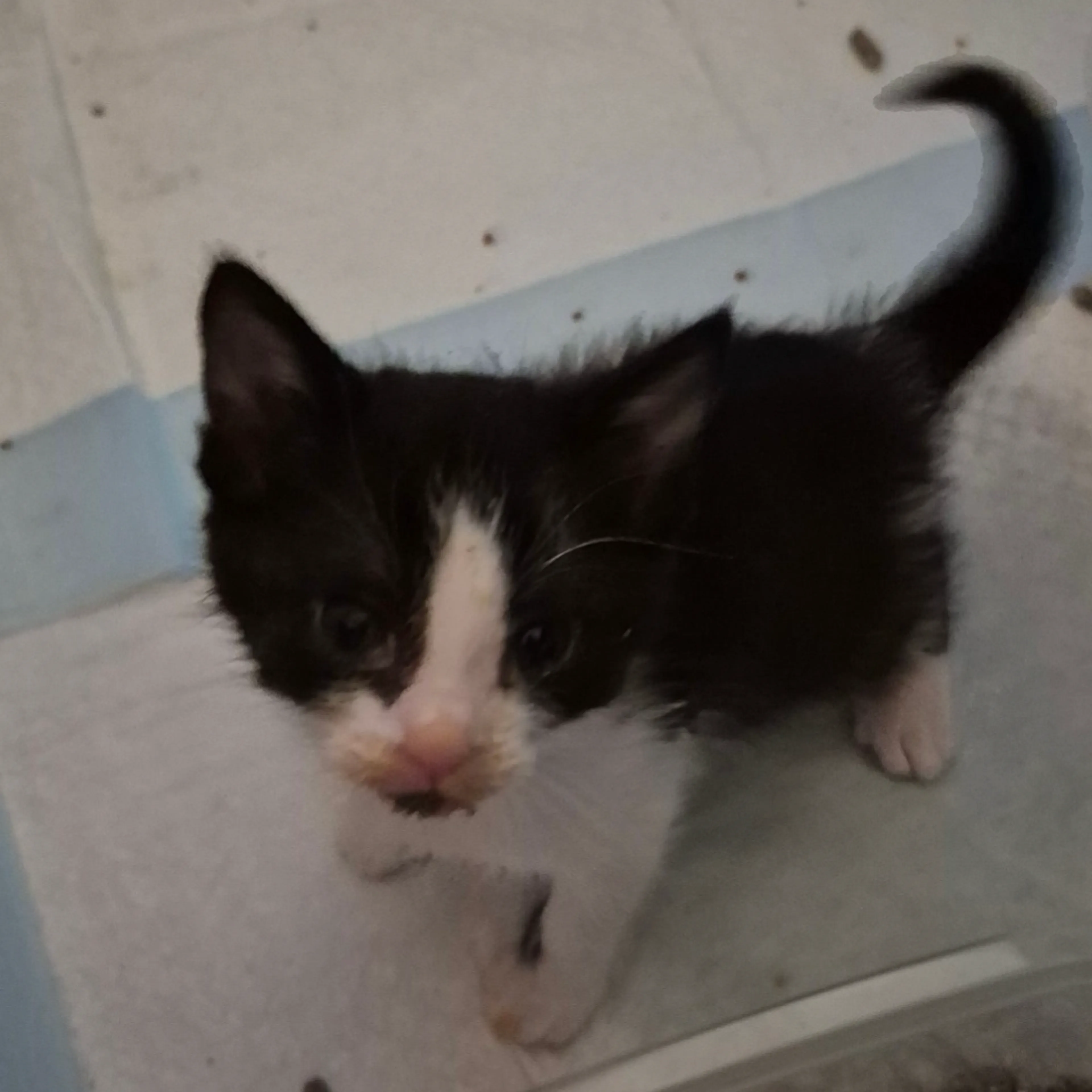 Found pet-1