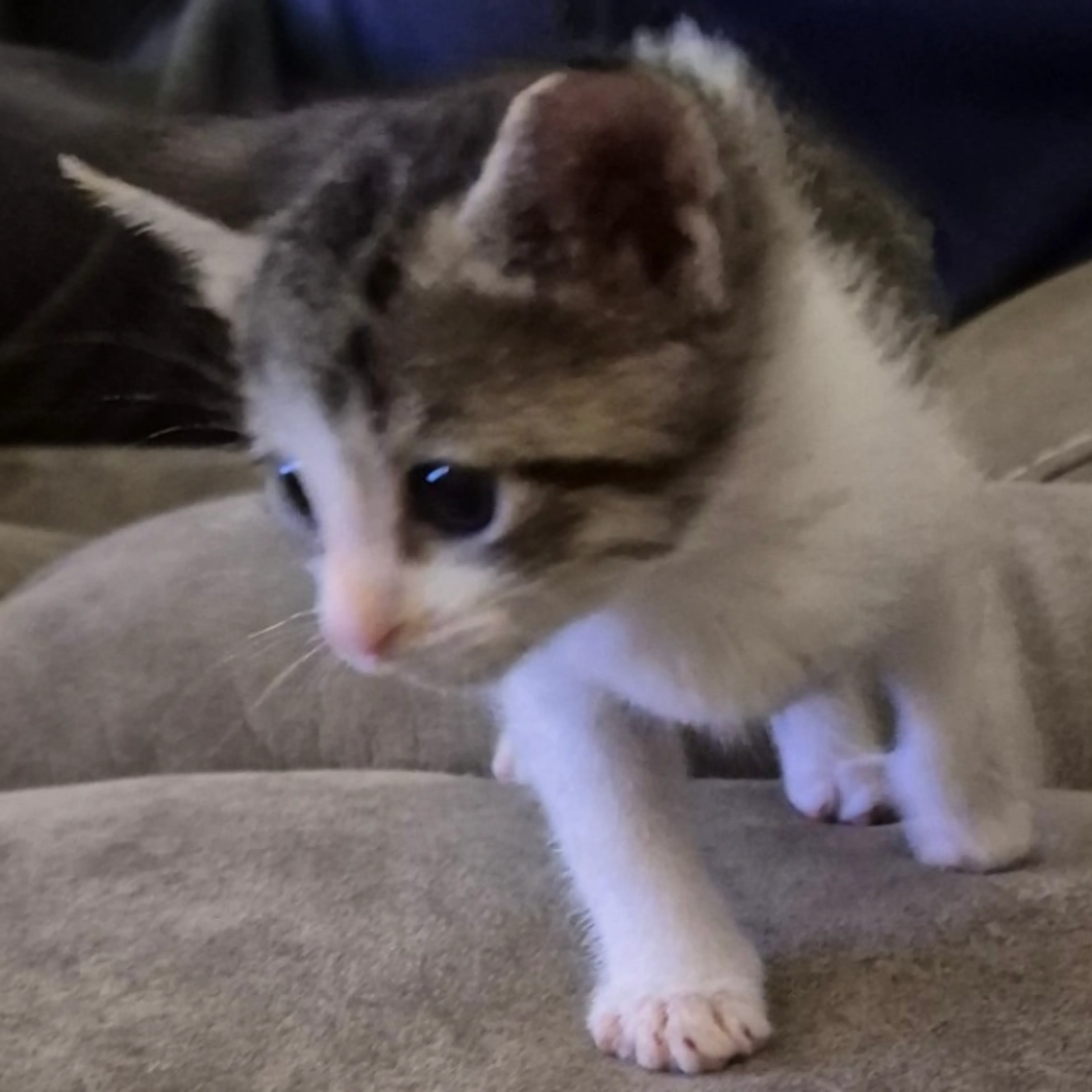 Found pet-1