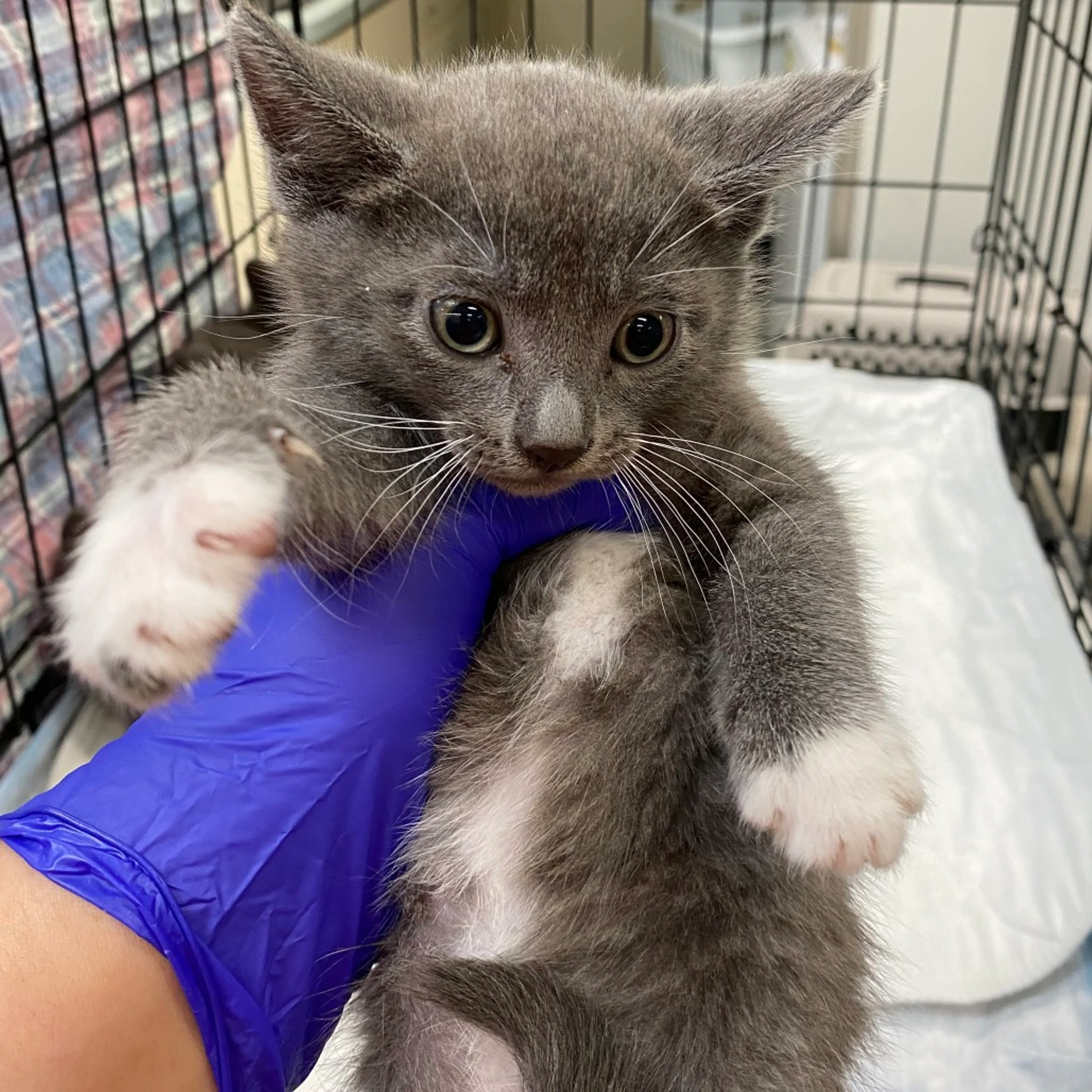 Found pet-1
