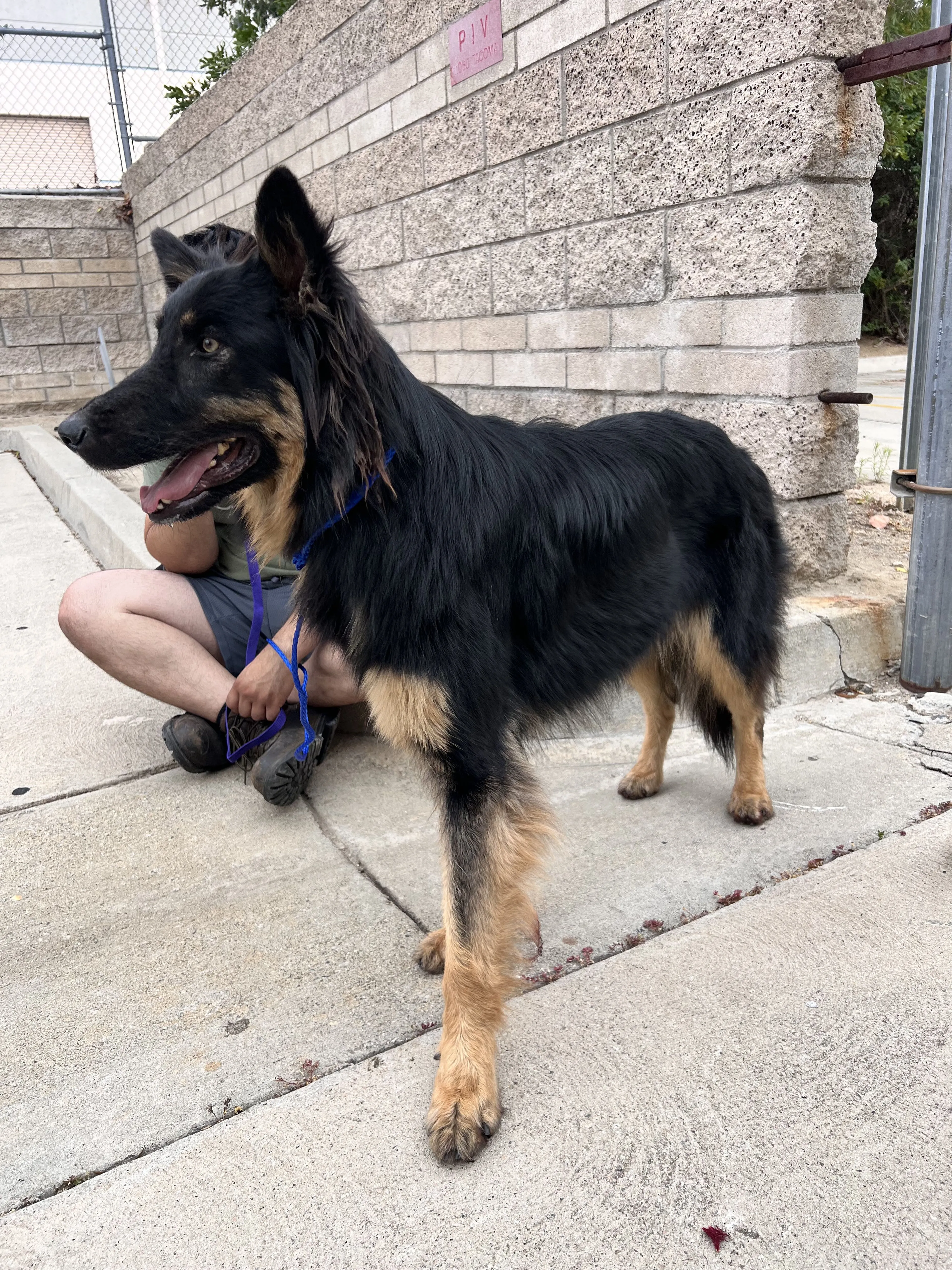 Lost pet