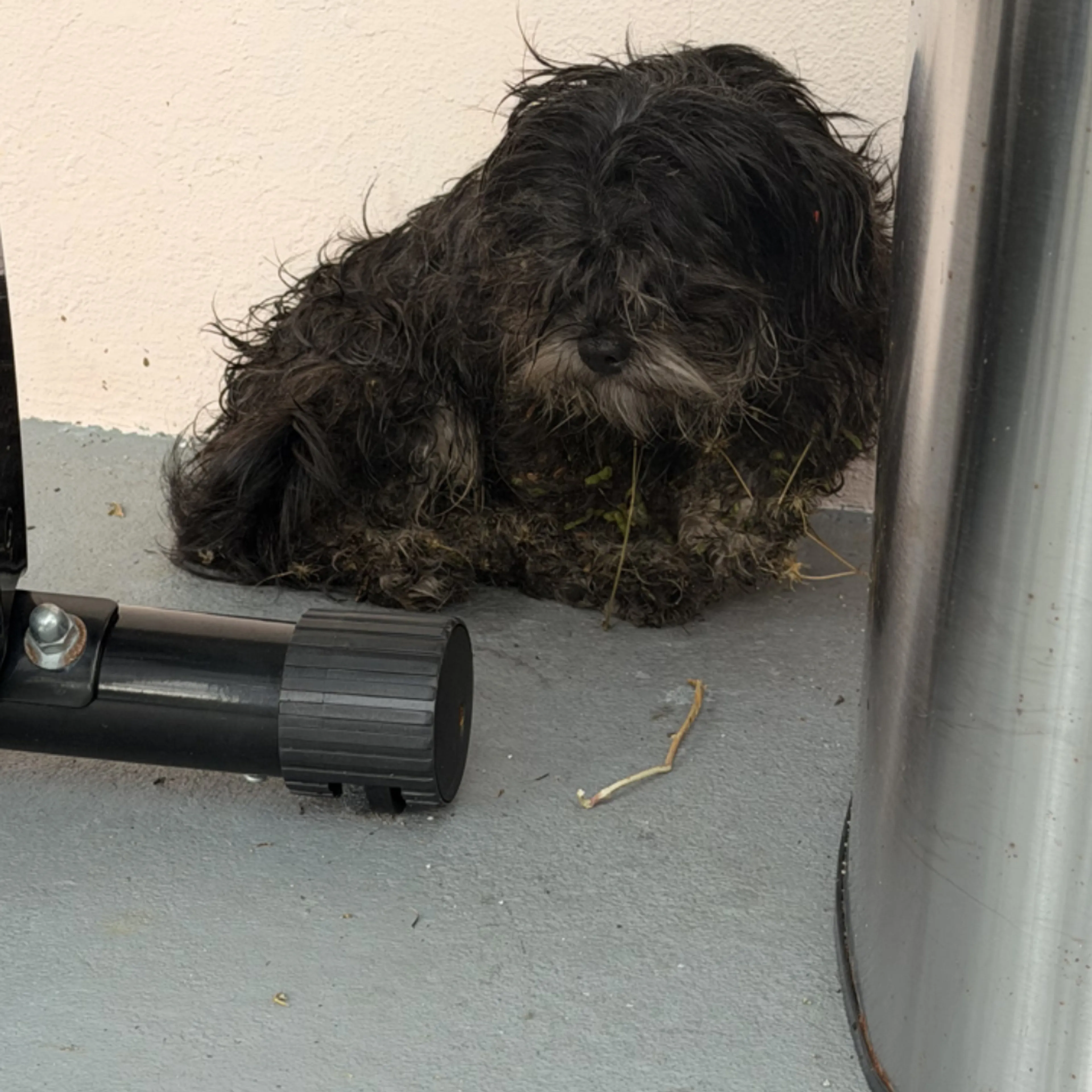 Found pet-0