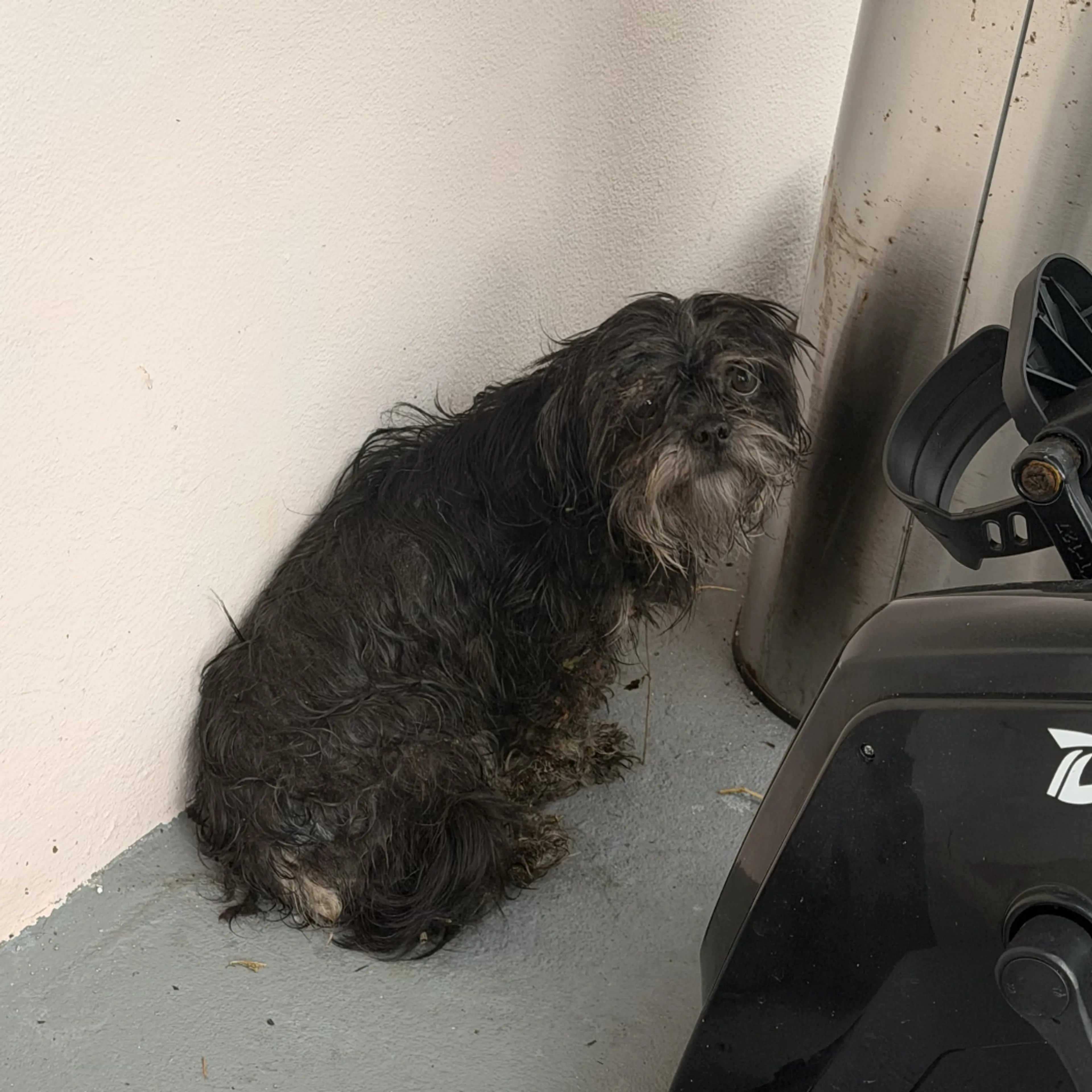 Found pet-1