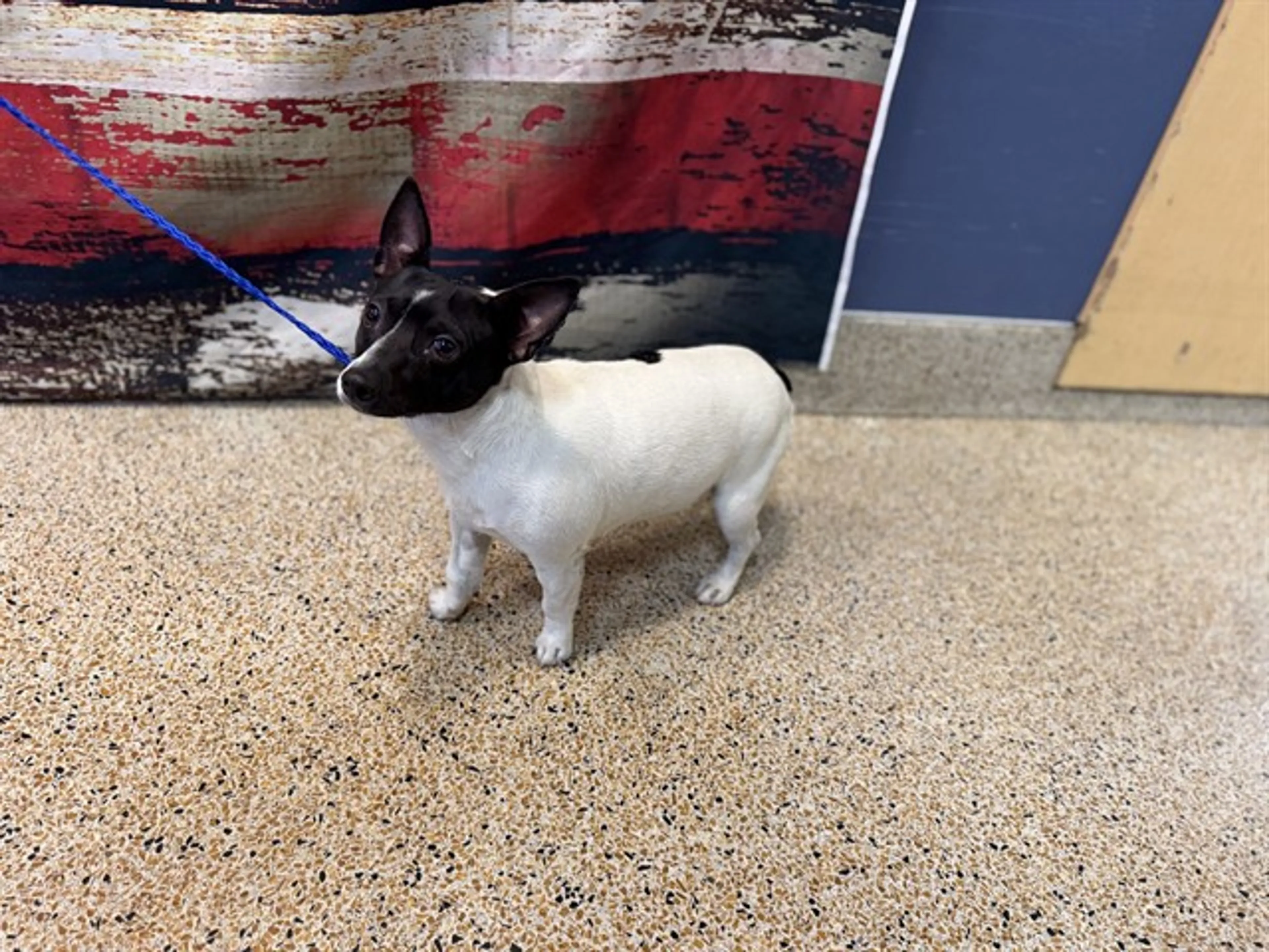Found pet
