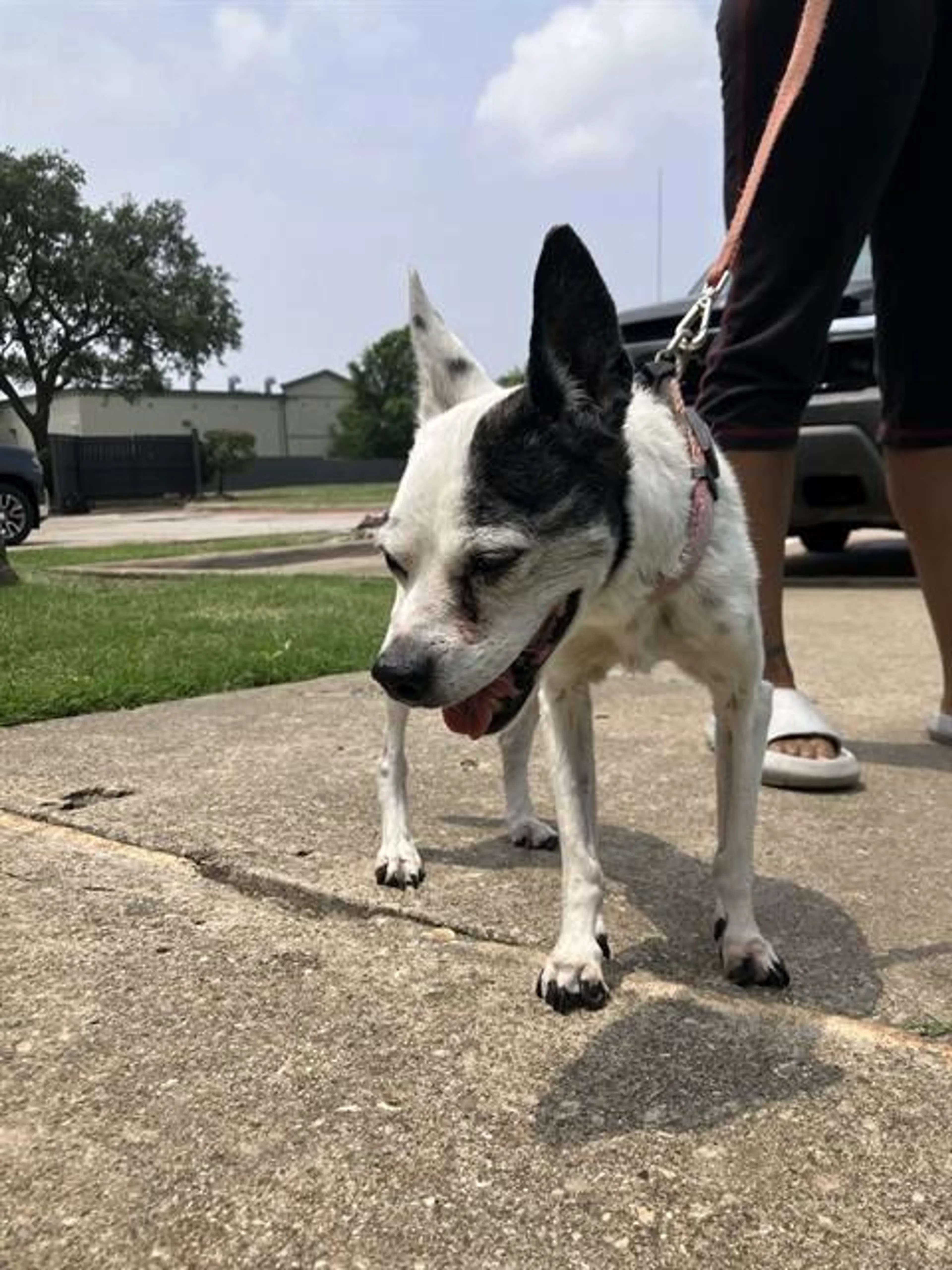 Found pet
