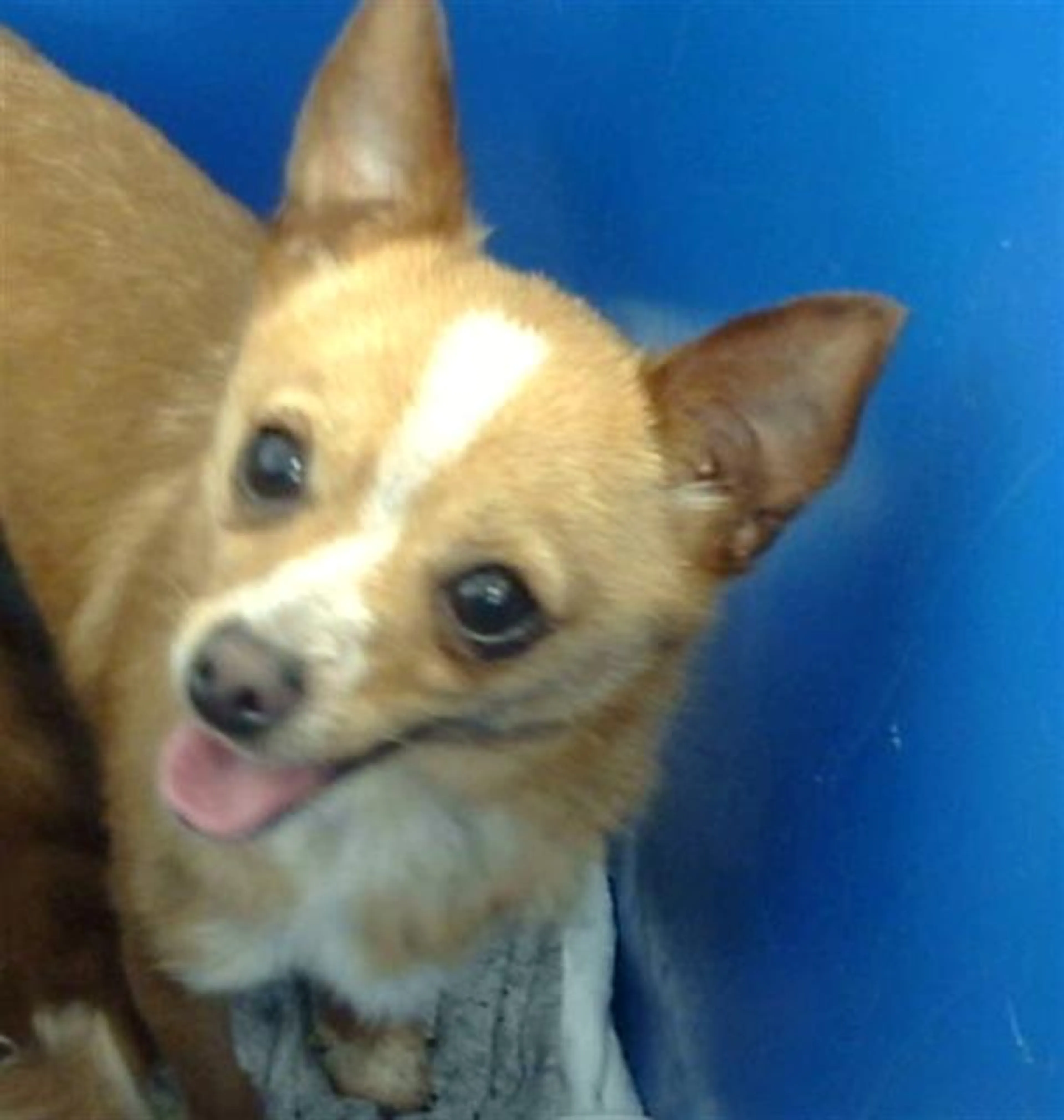Found pet
