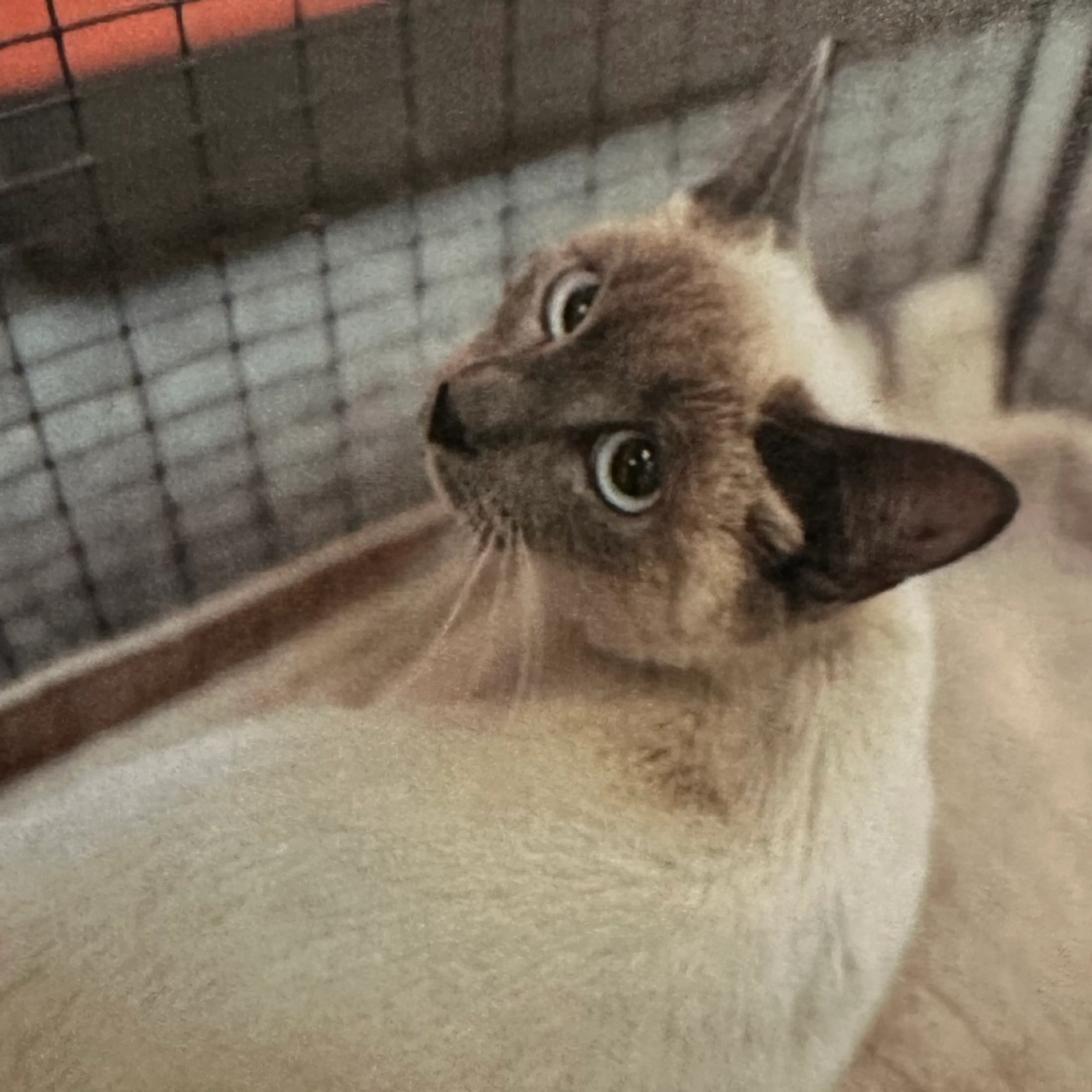 Found pet