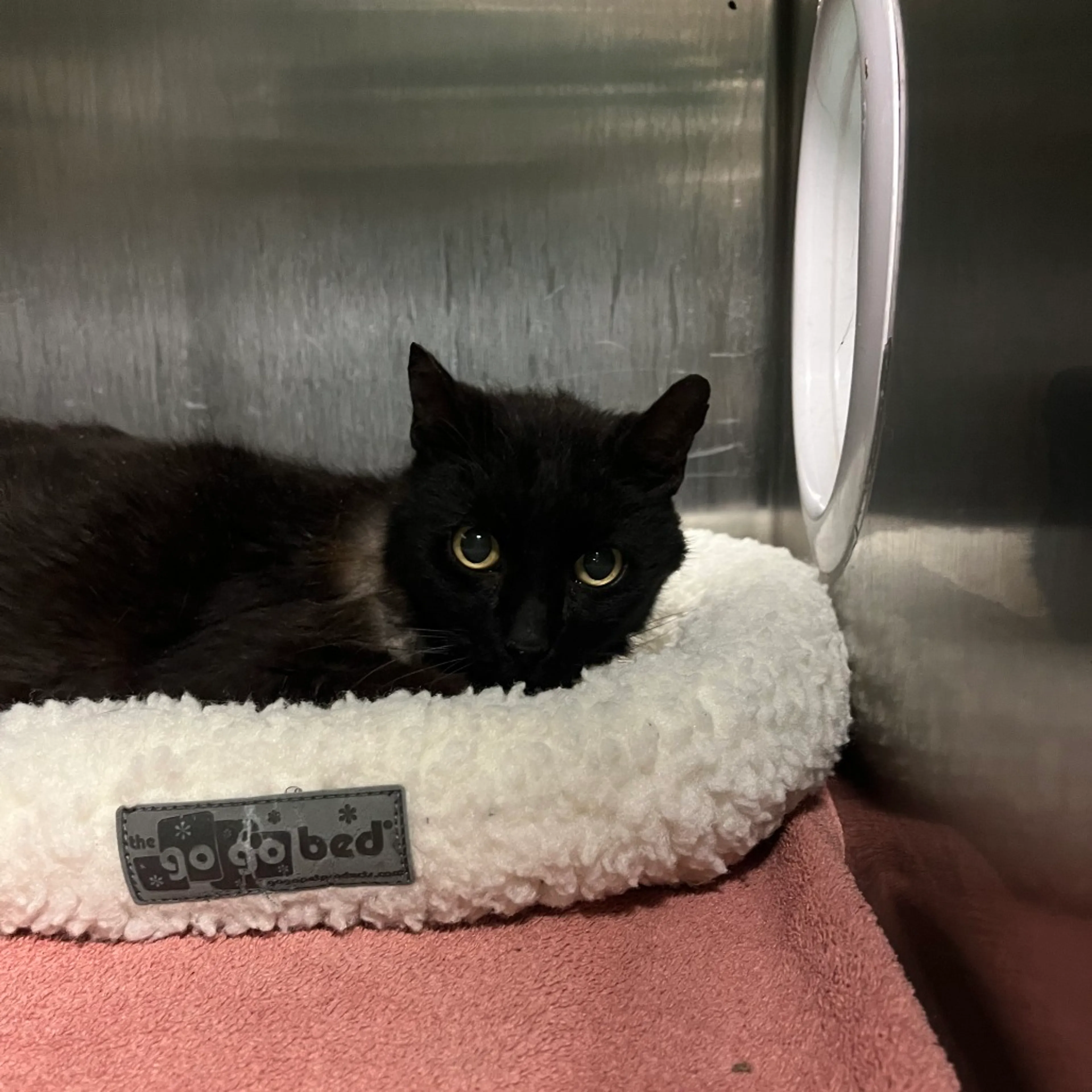Found pet-1