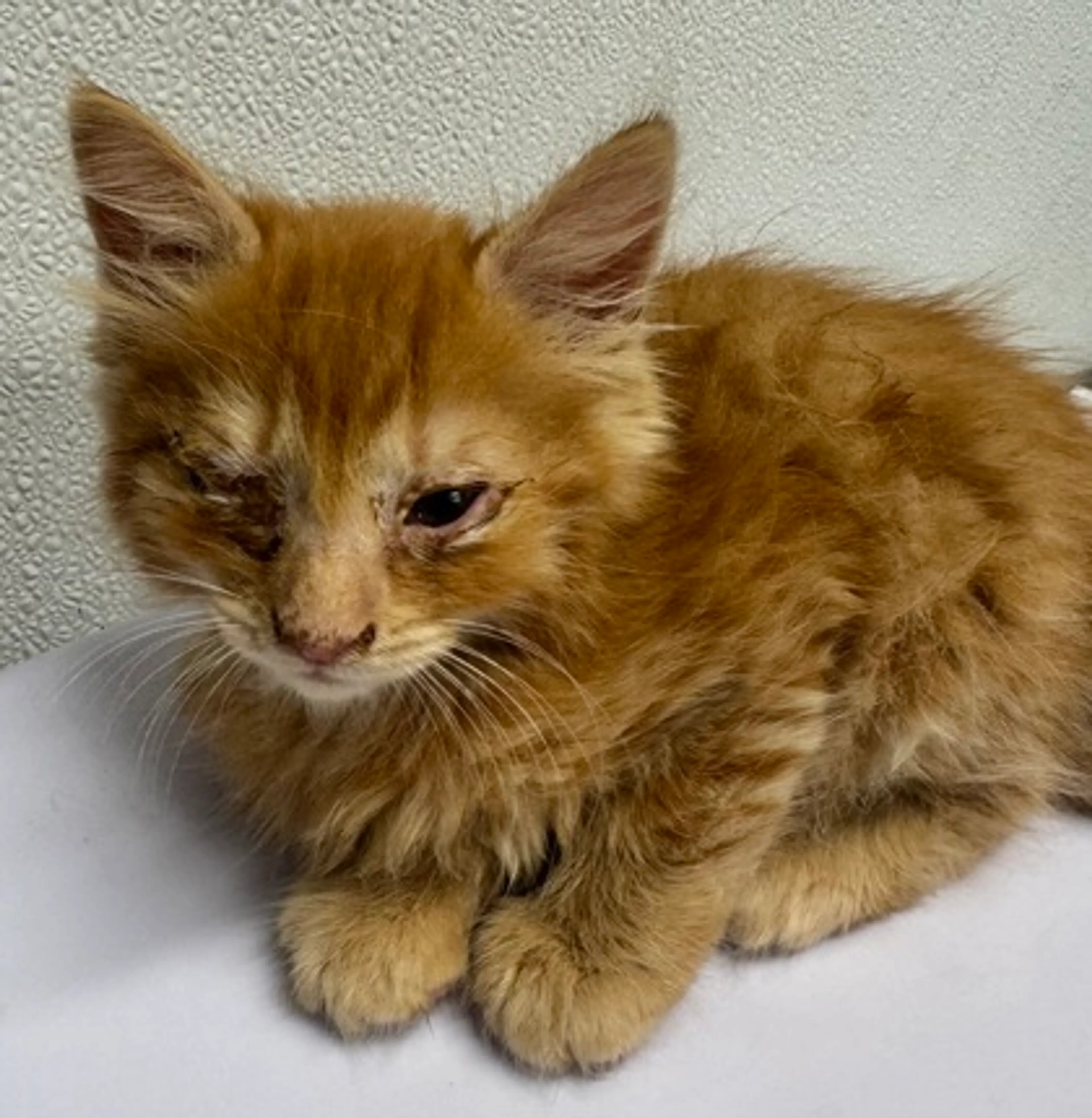 Found pet