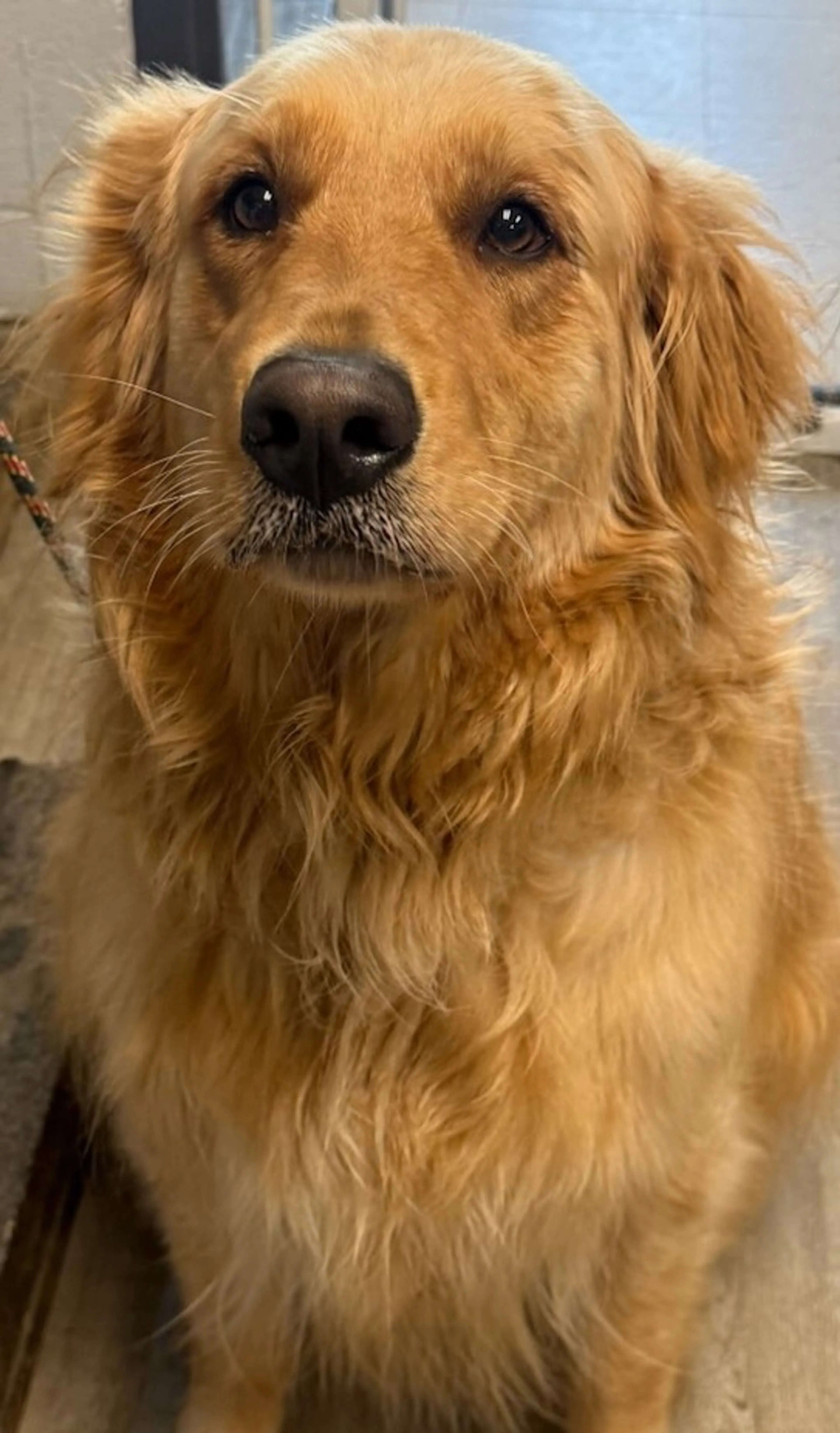 Found pet