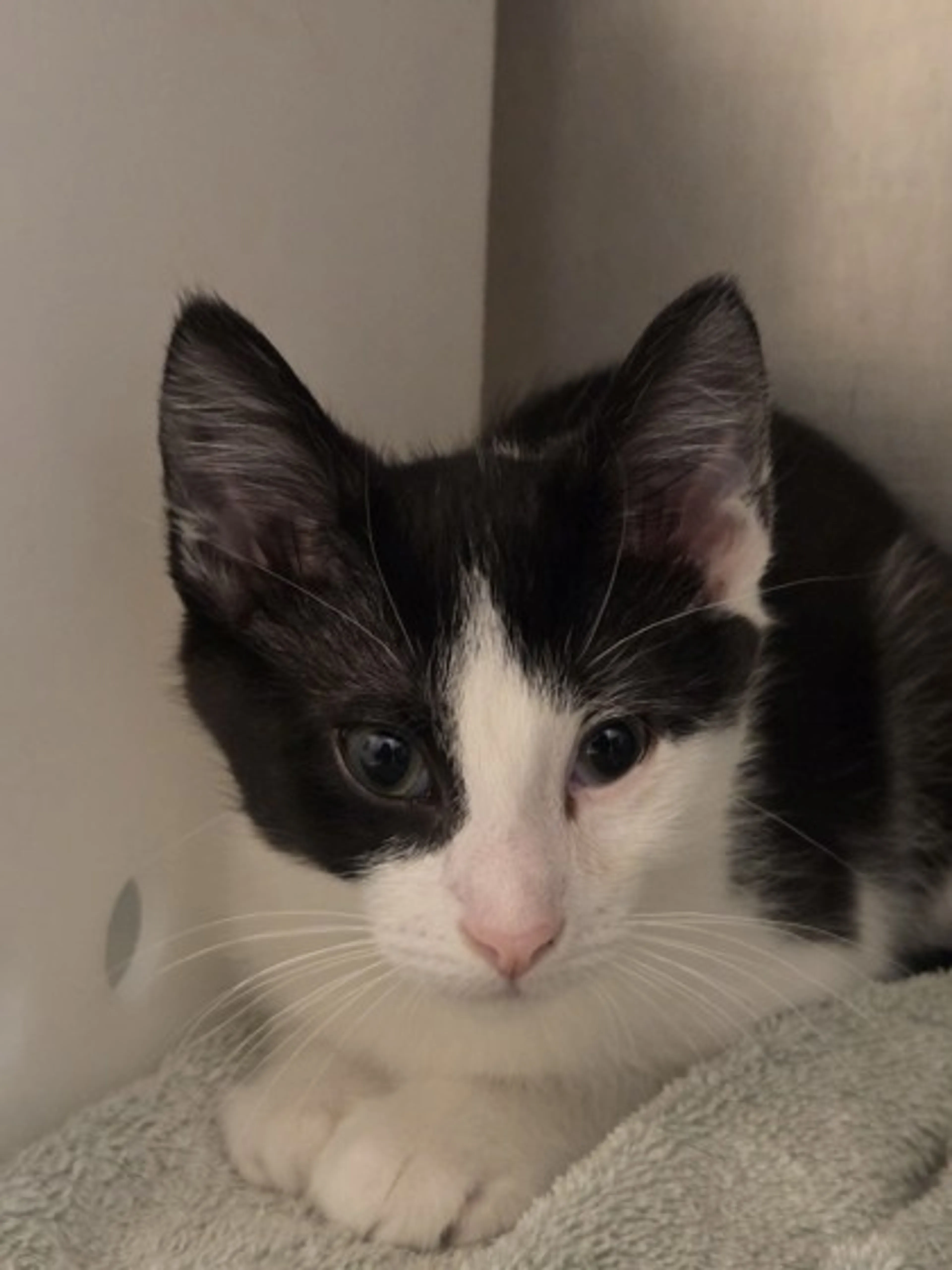 Found pet