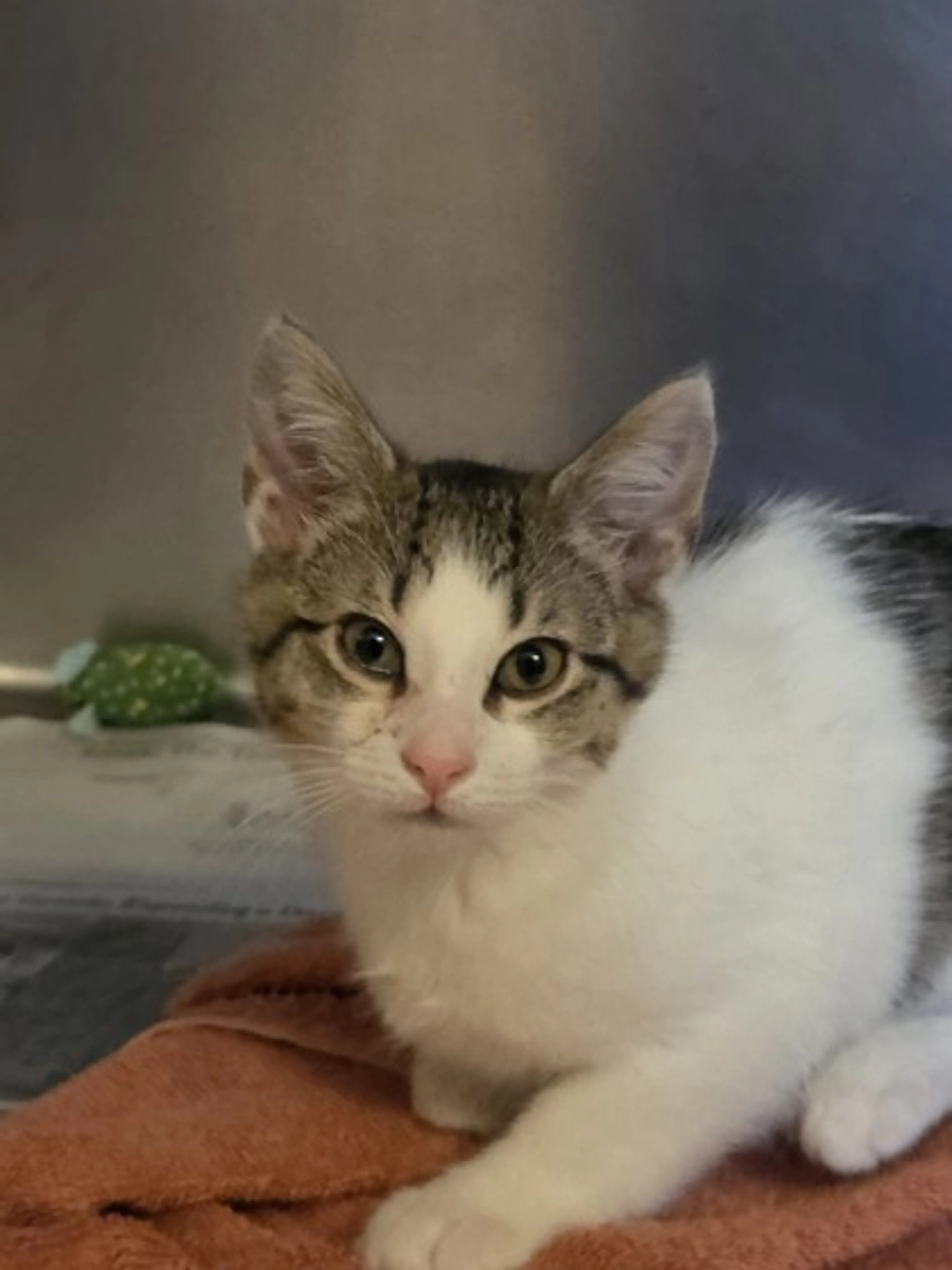 Found pet