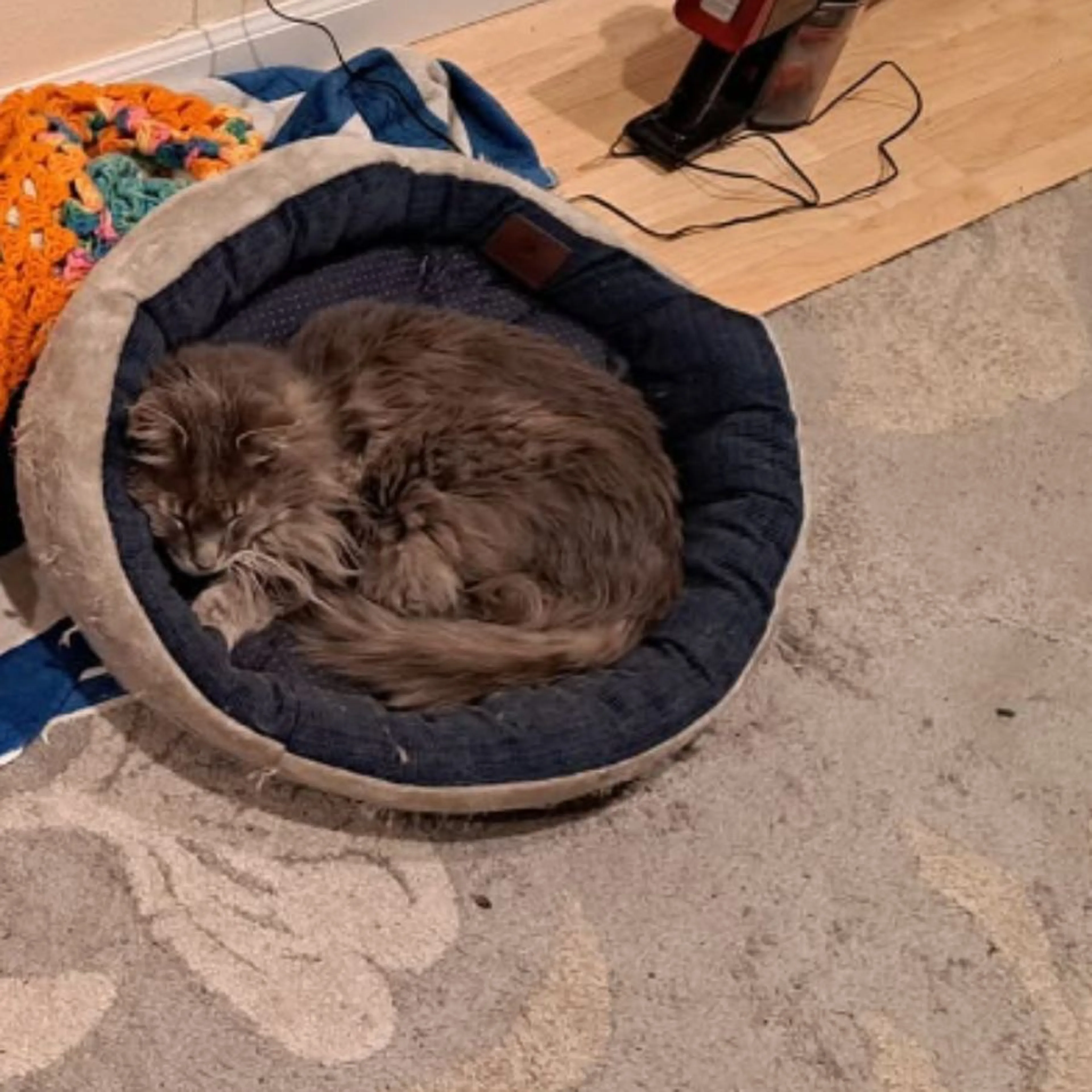 Lost pet