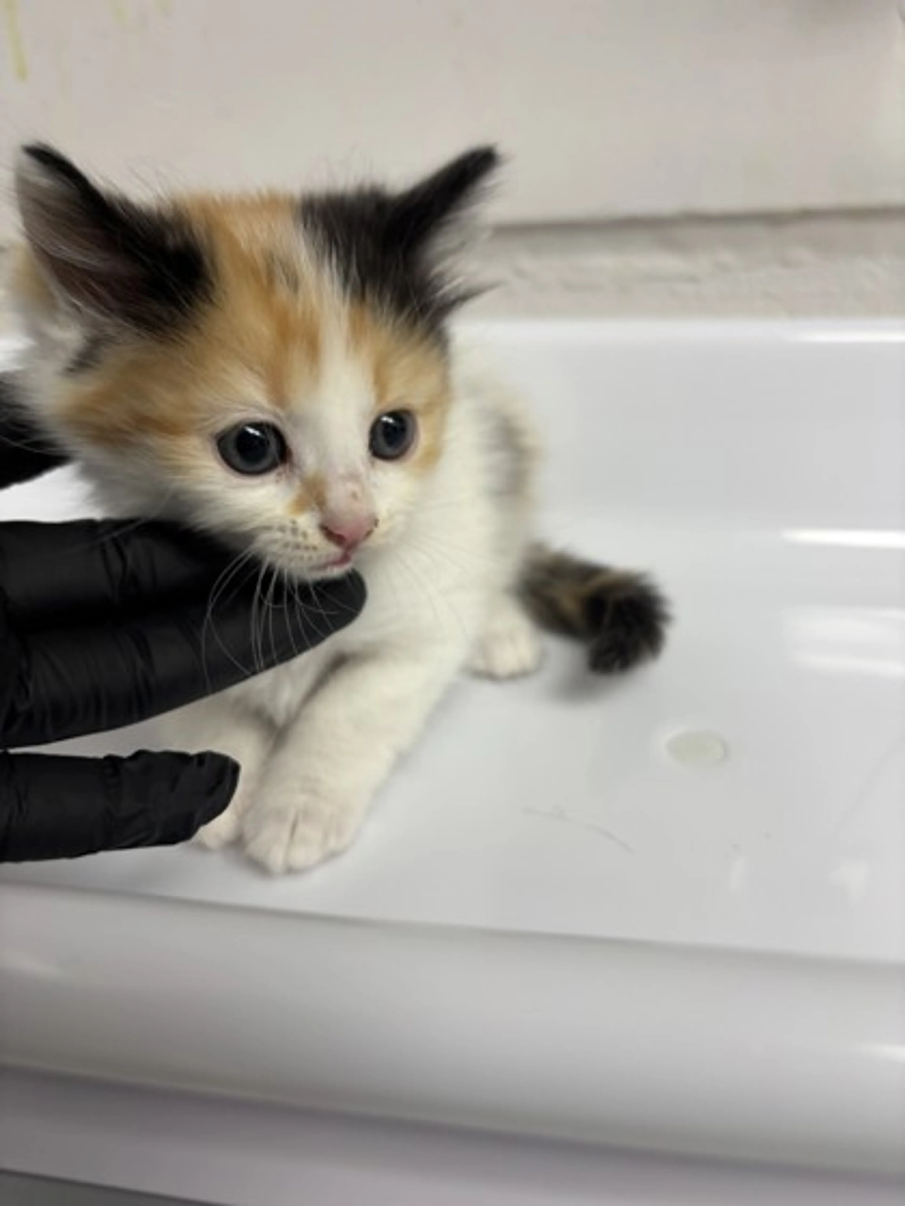 Found pet