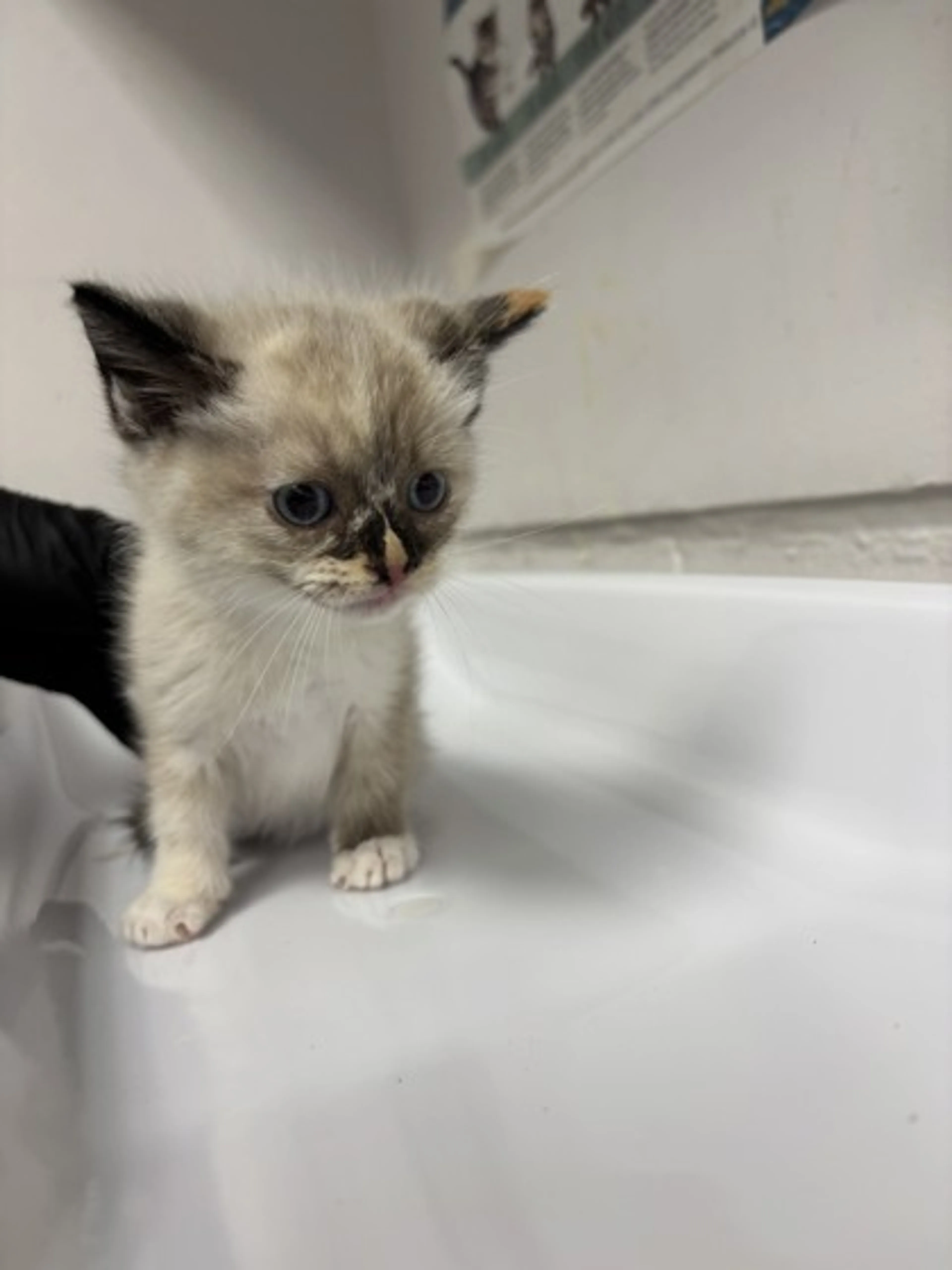 Found pet
