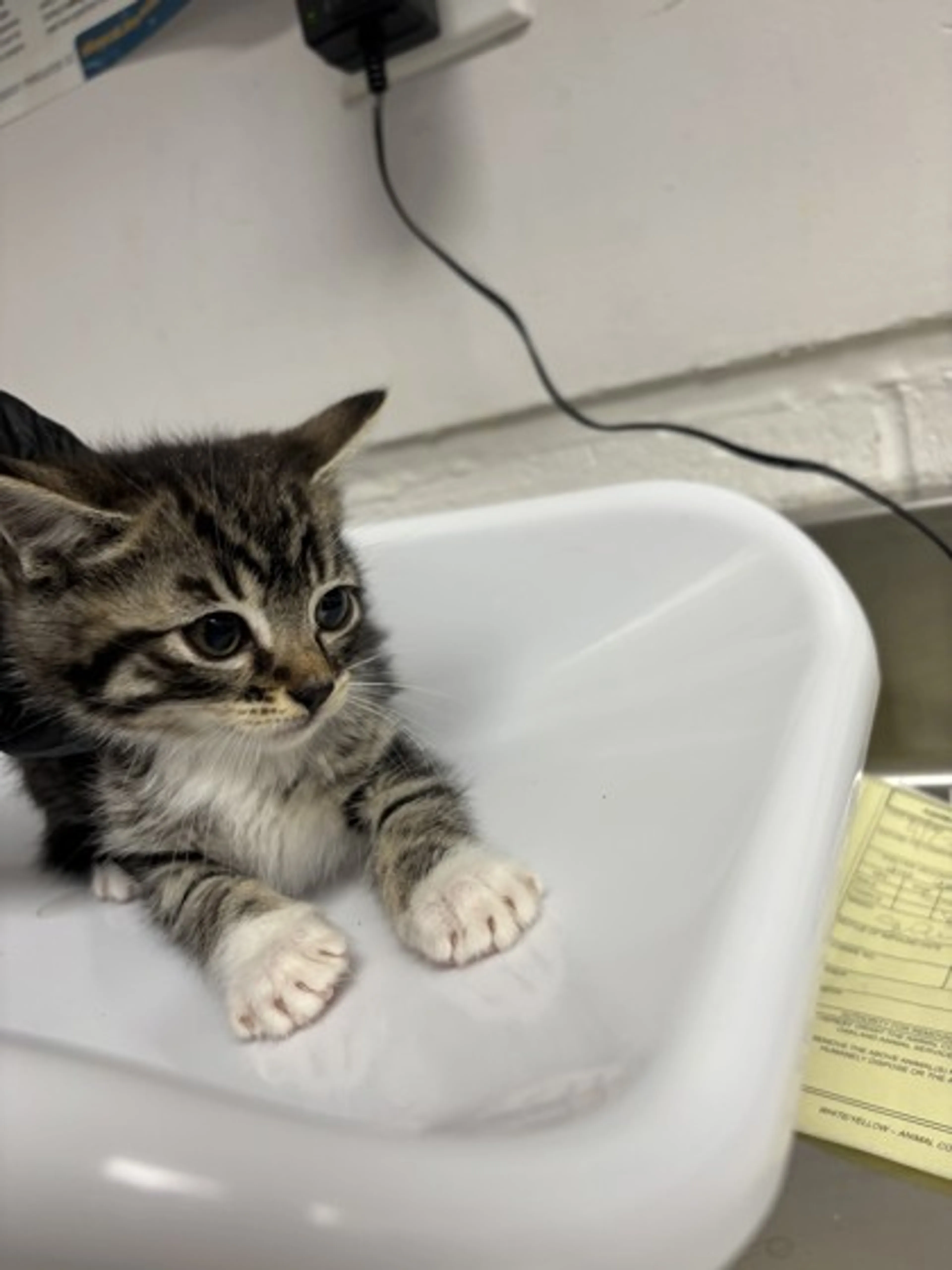 Found pet