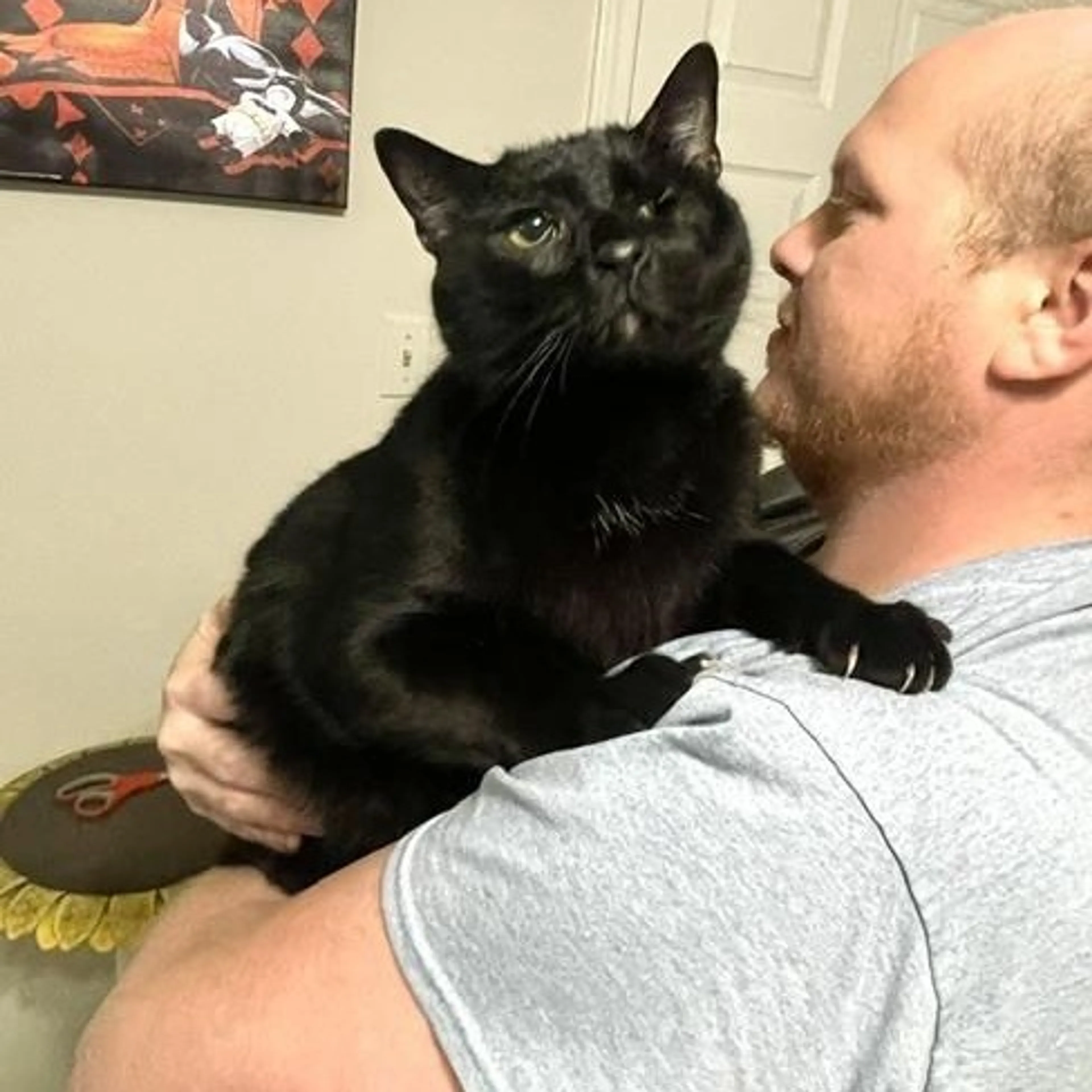 Found pet-3