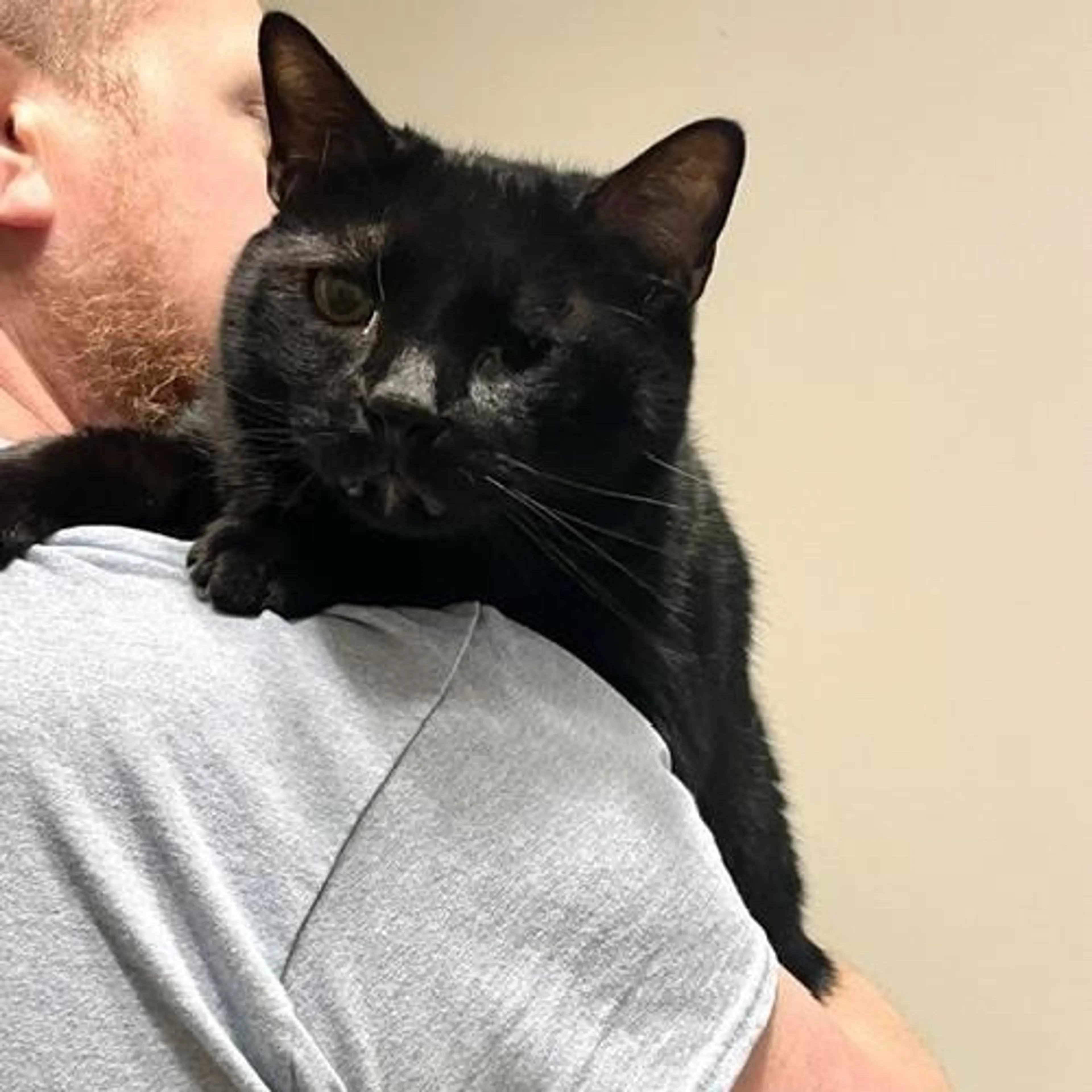 Found pet-2