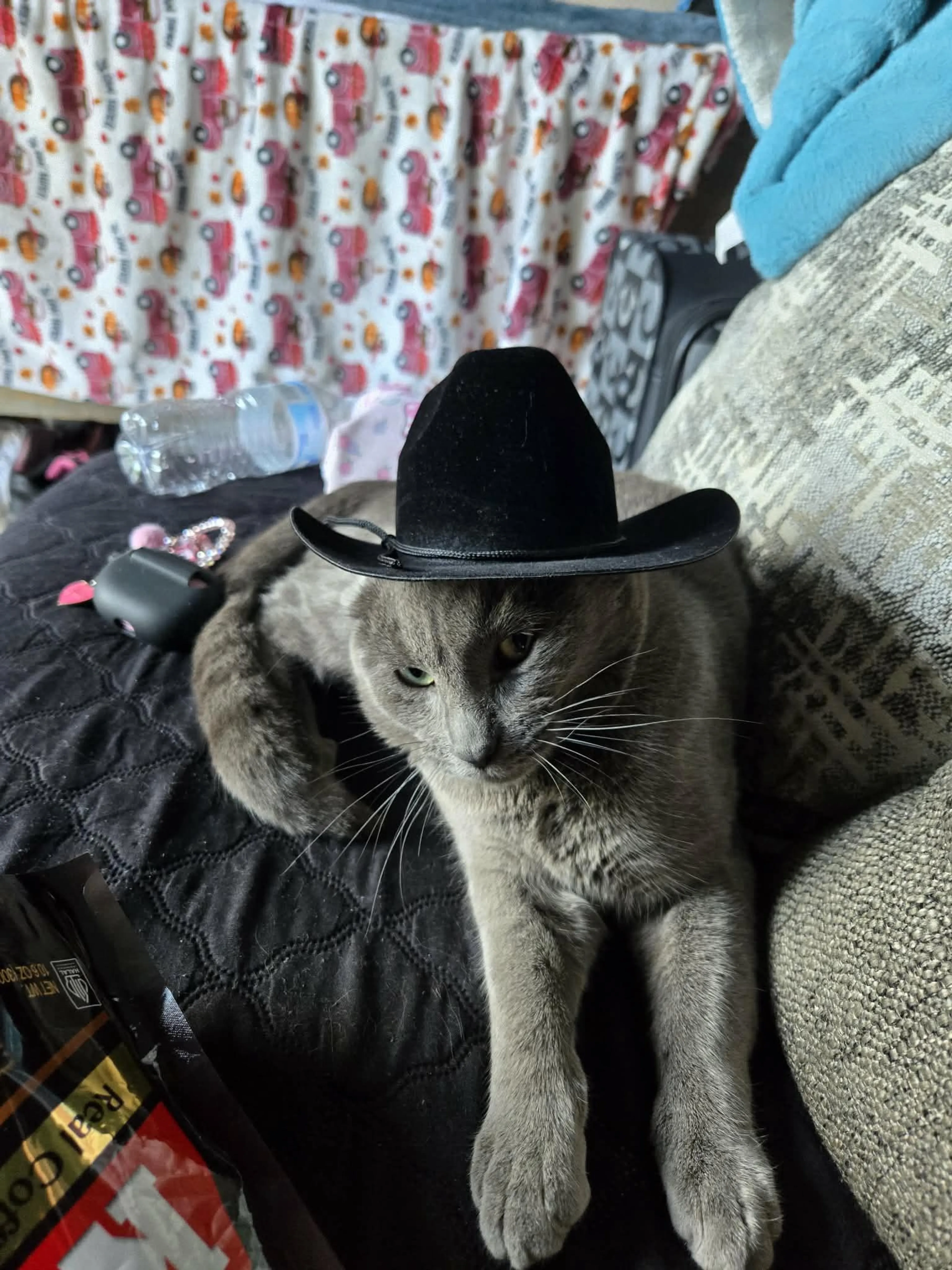 Lost pet-1