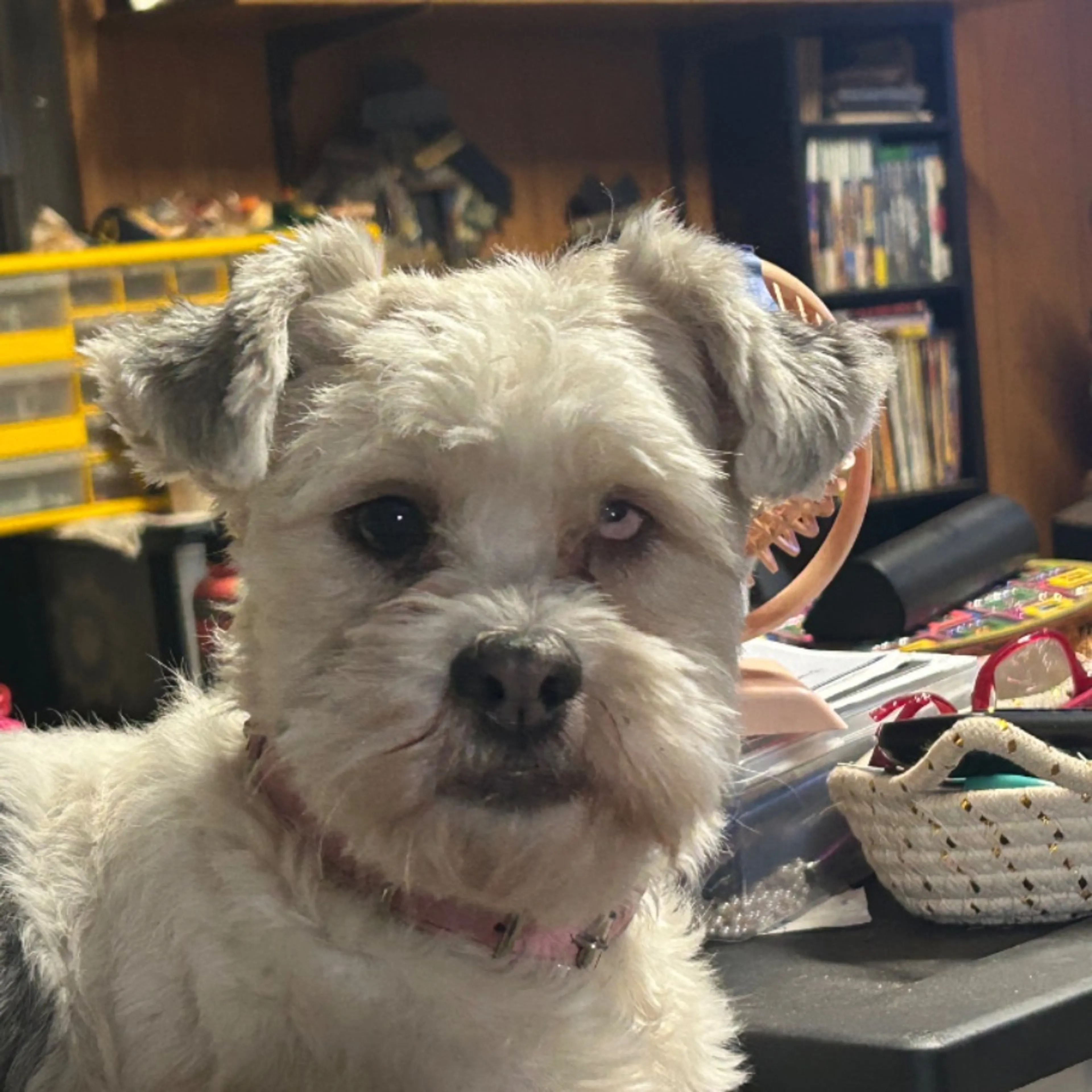 Lost pet