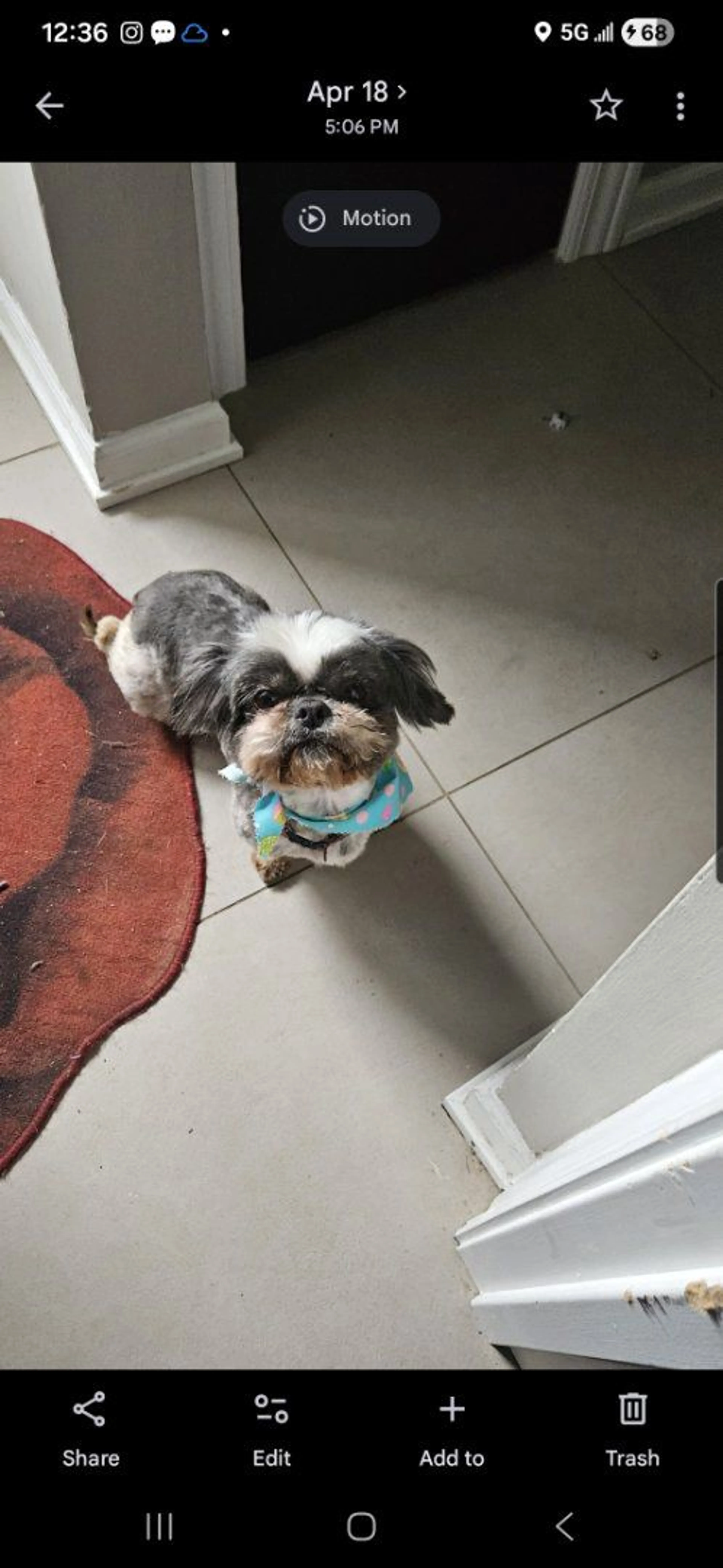 Lost pet-0