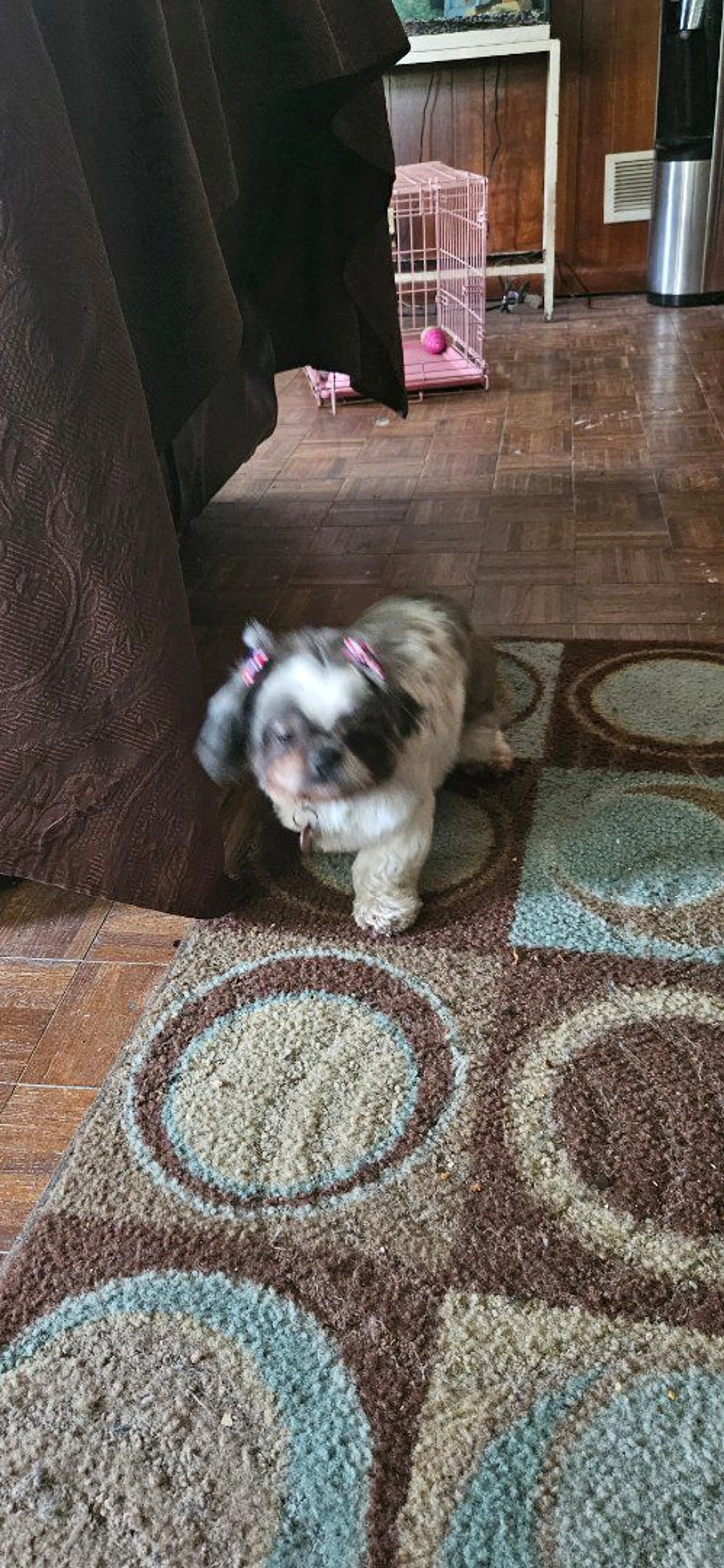 Lost pet-1
