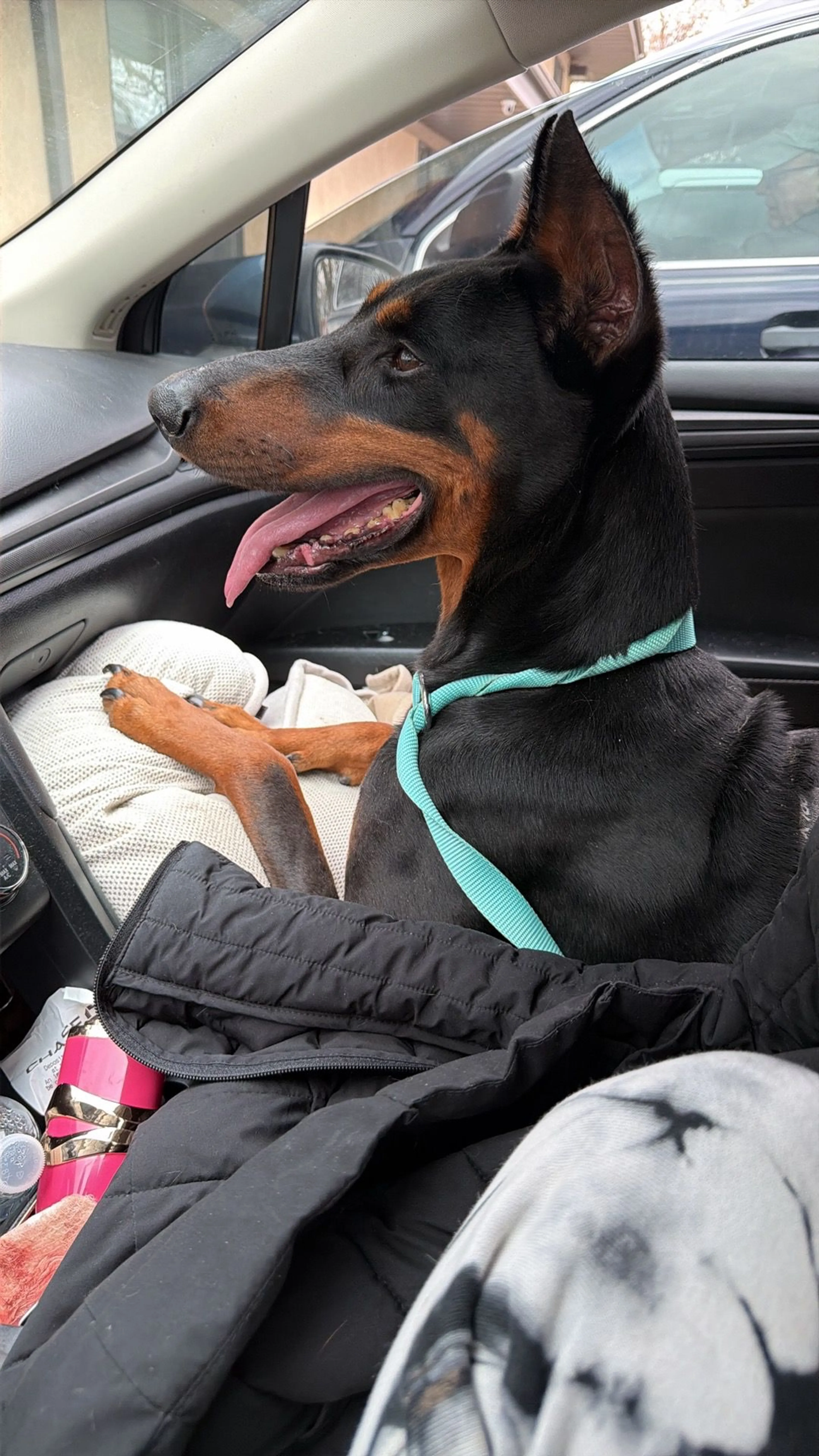 Lost pet