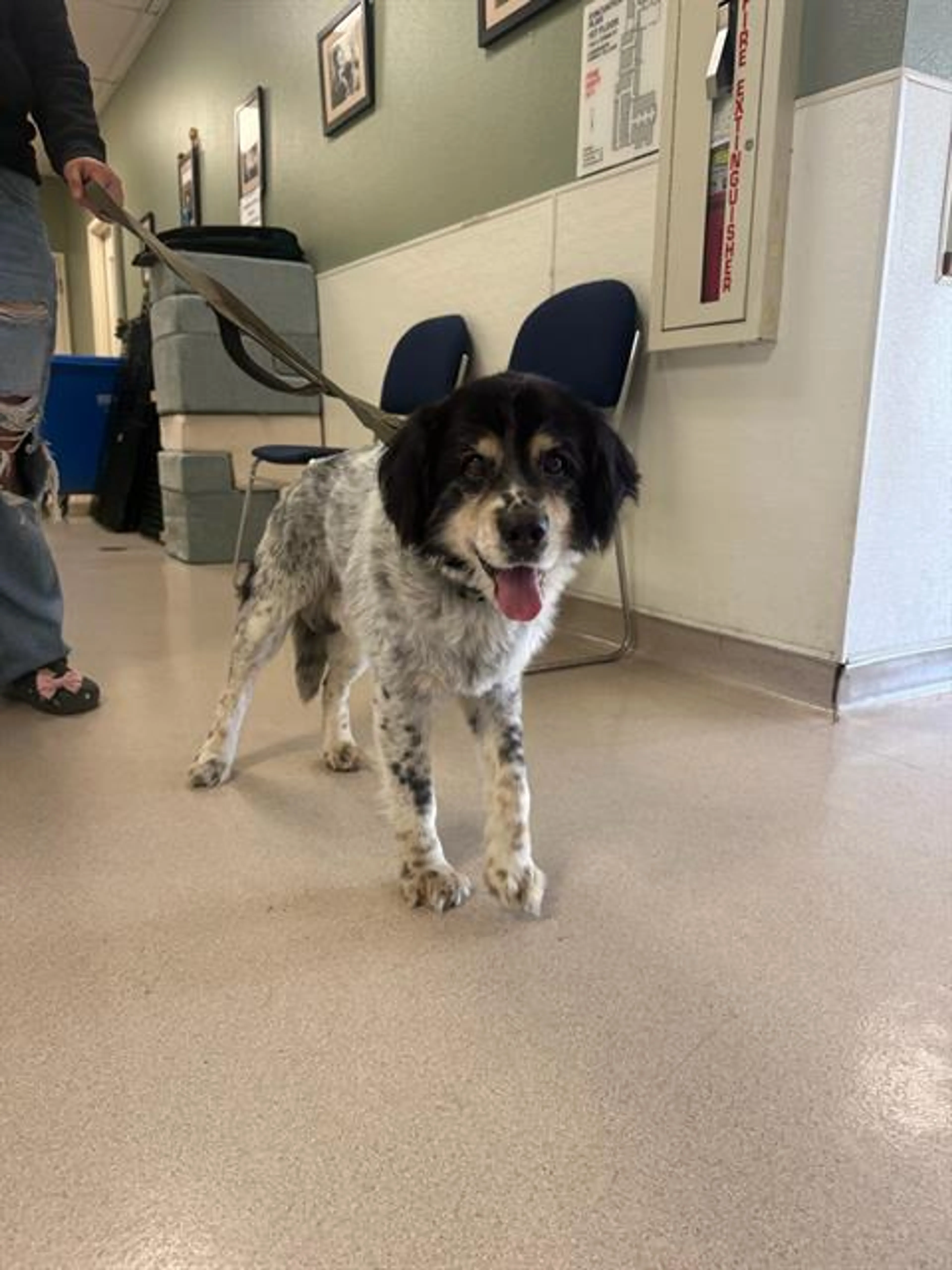 Found pet