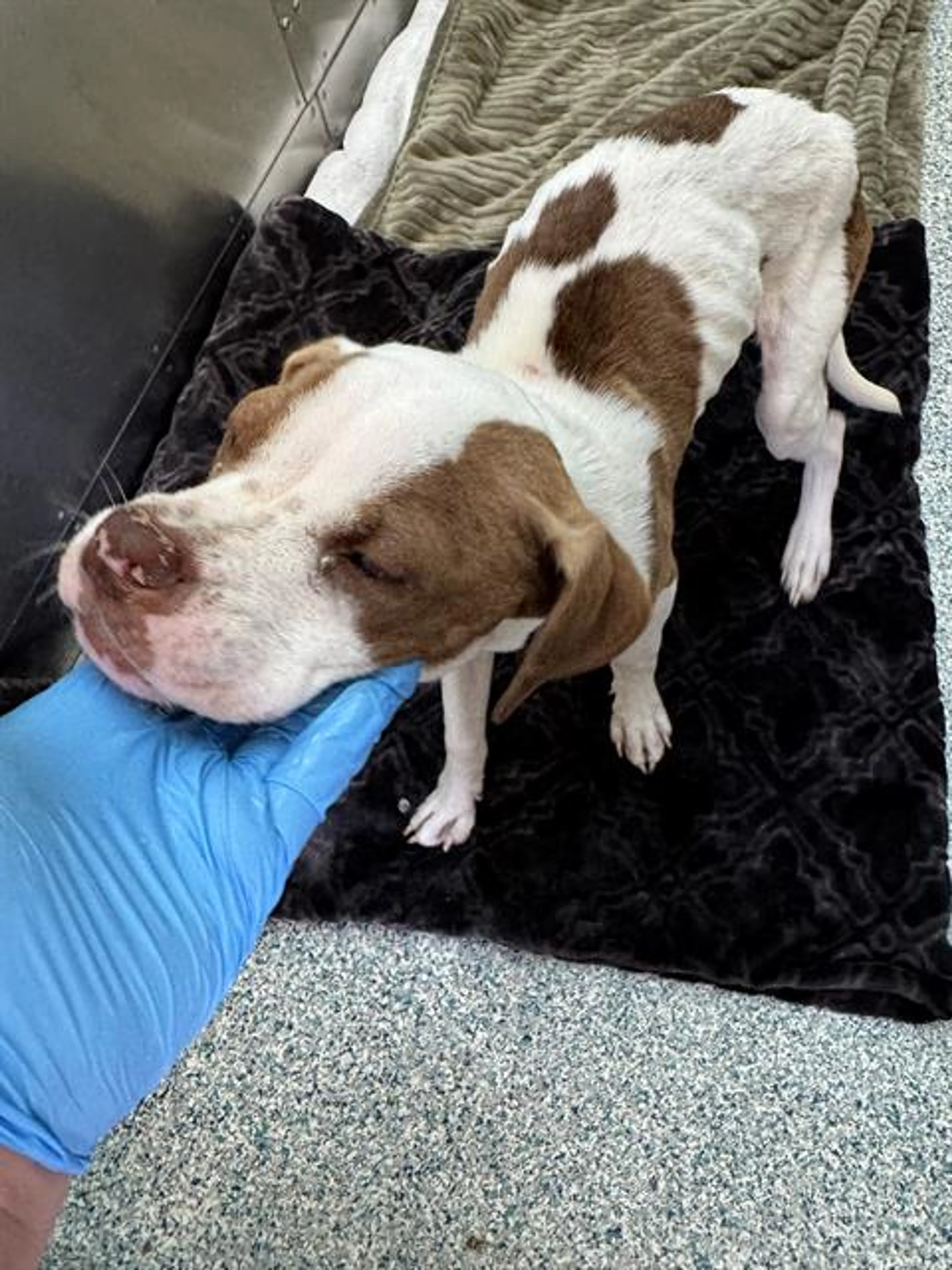 Found pet