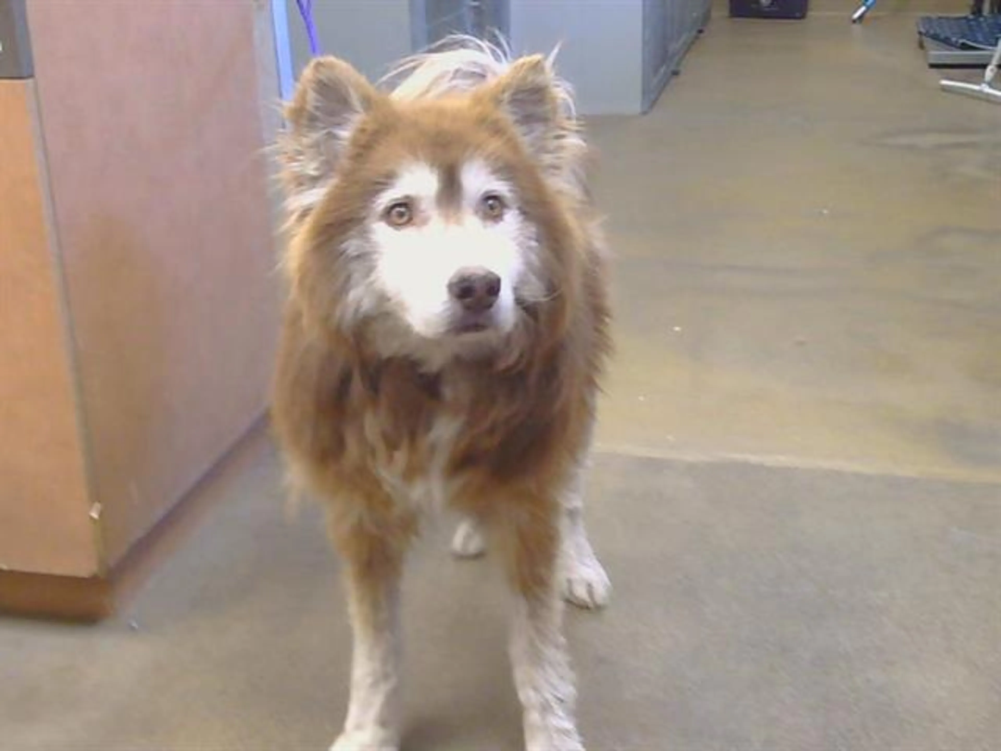 Found pet