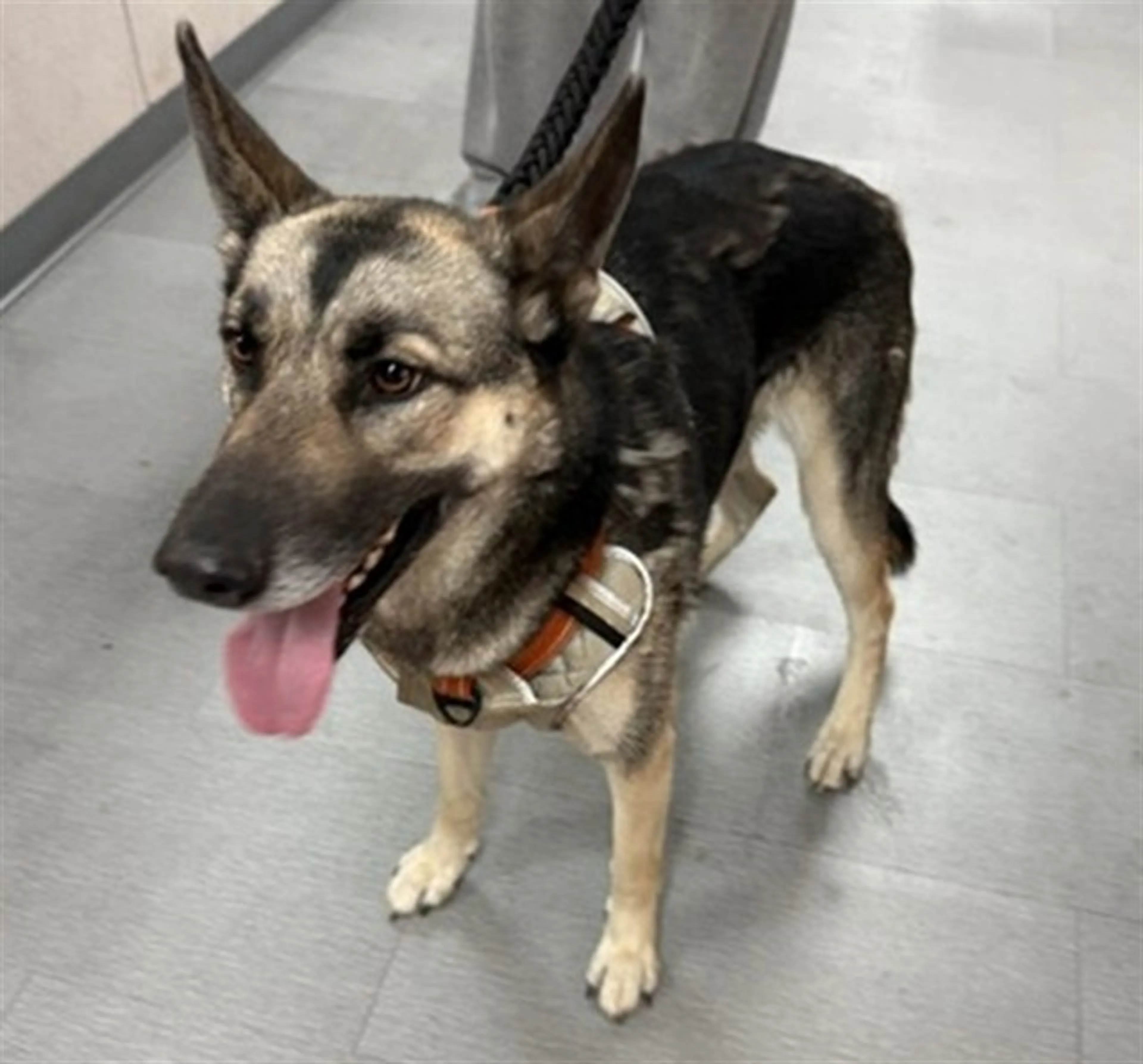 Found pet