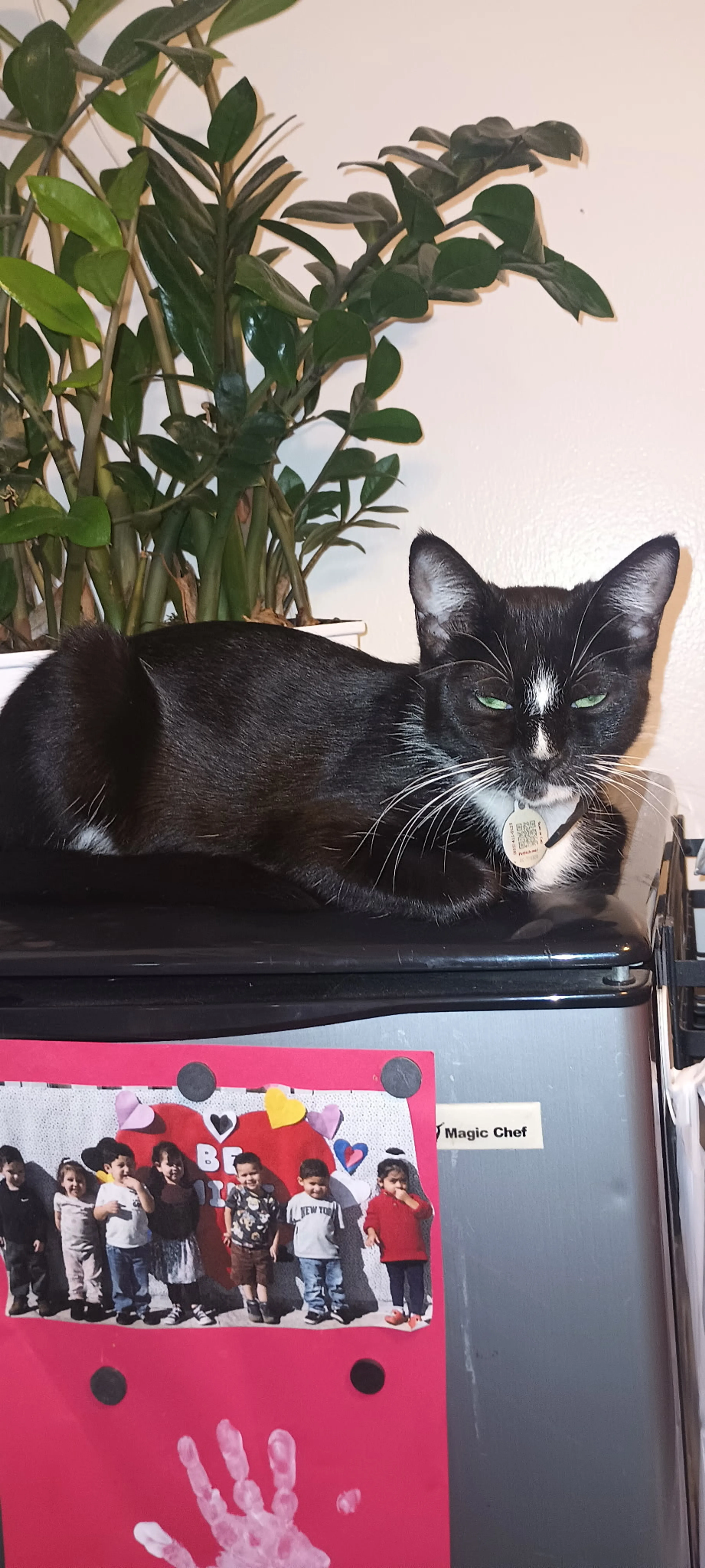 Lost pet