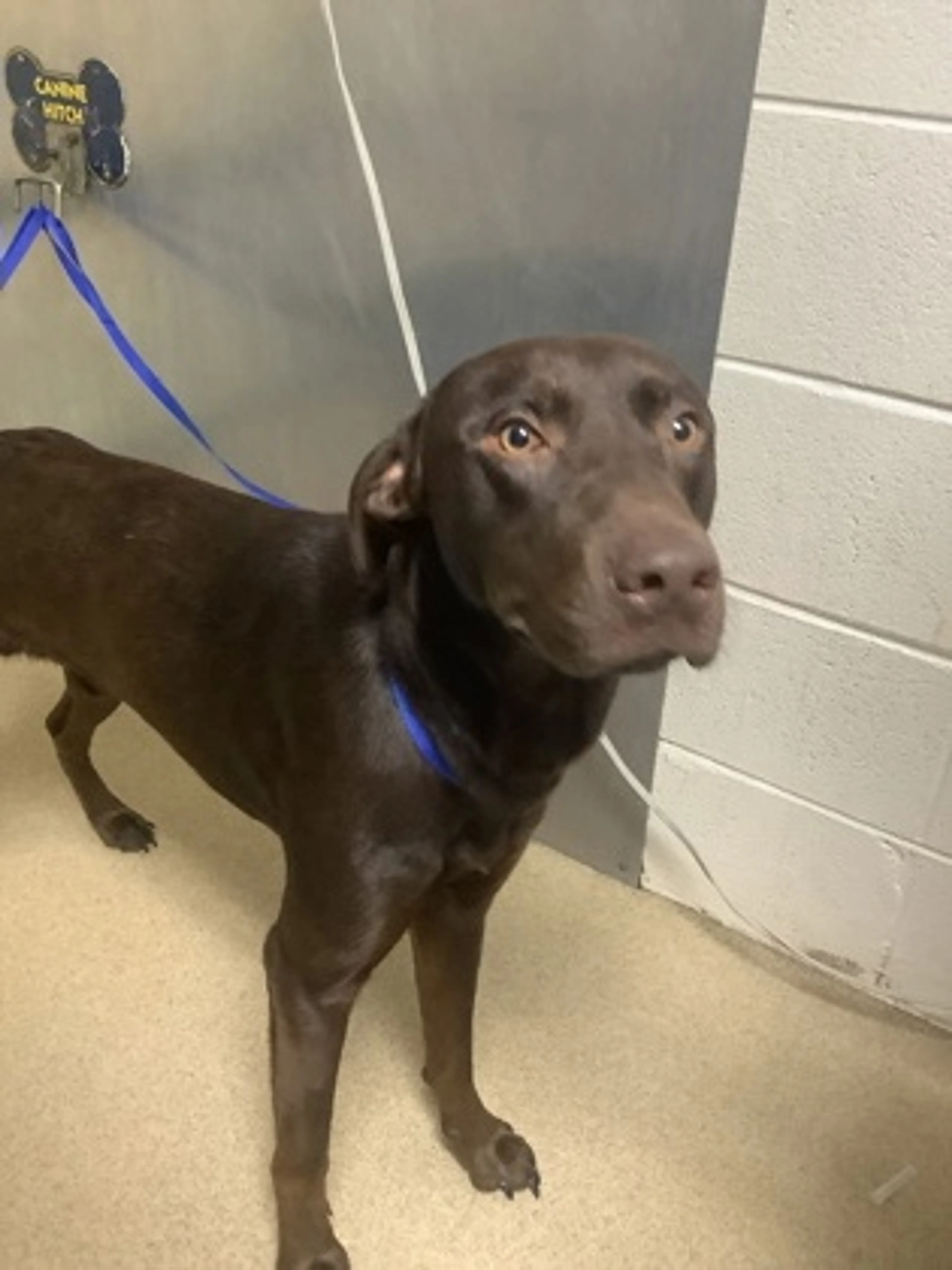 Found pet