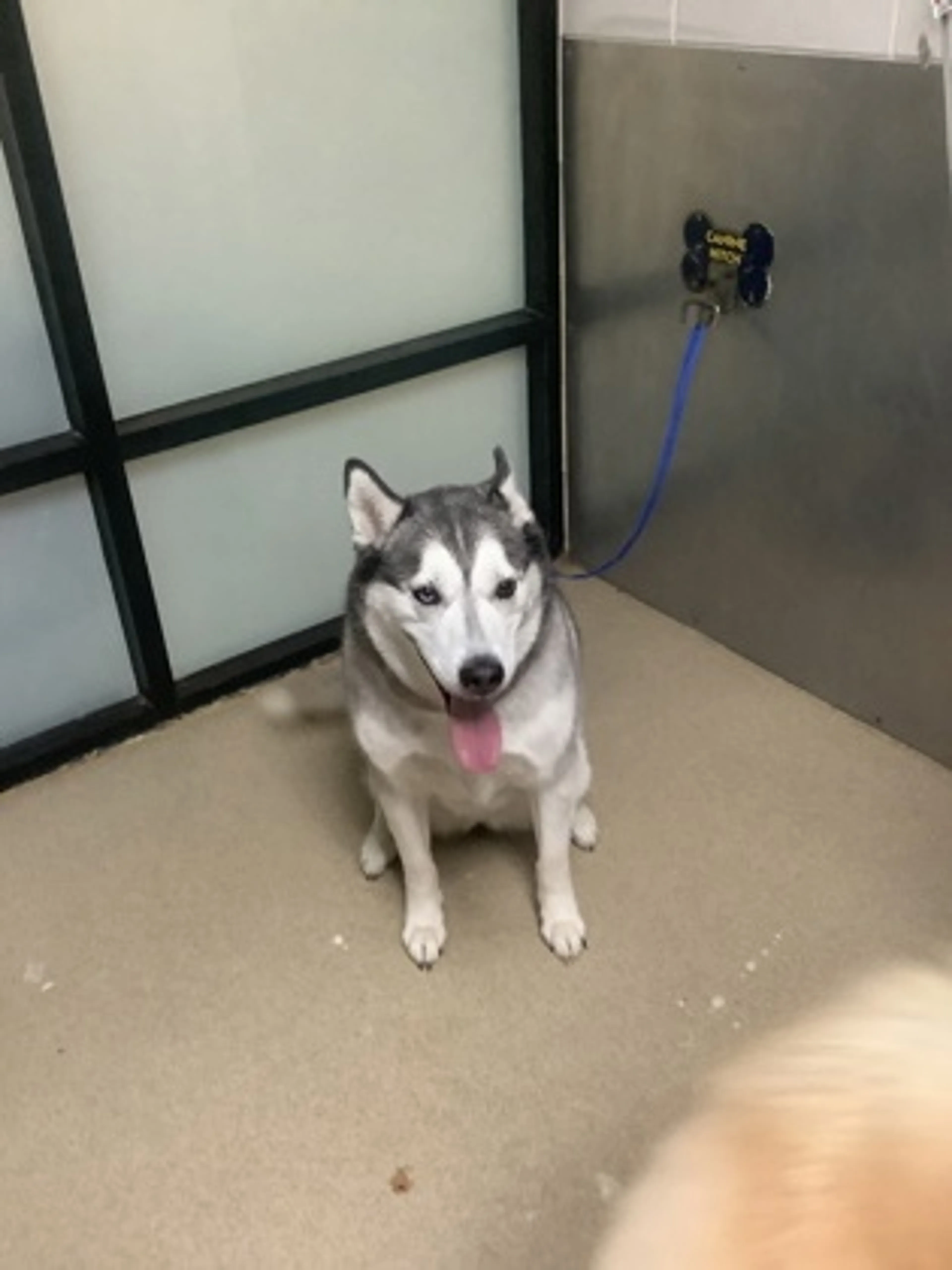 Found pet