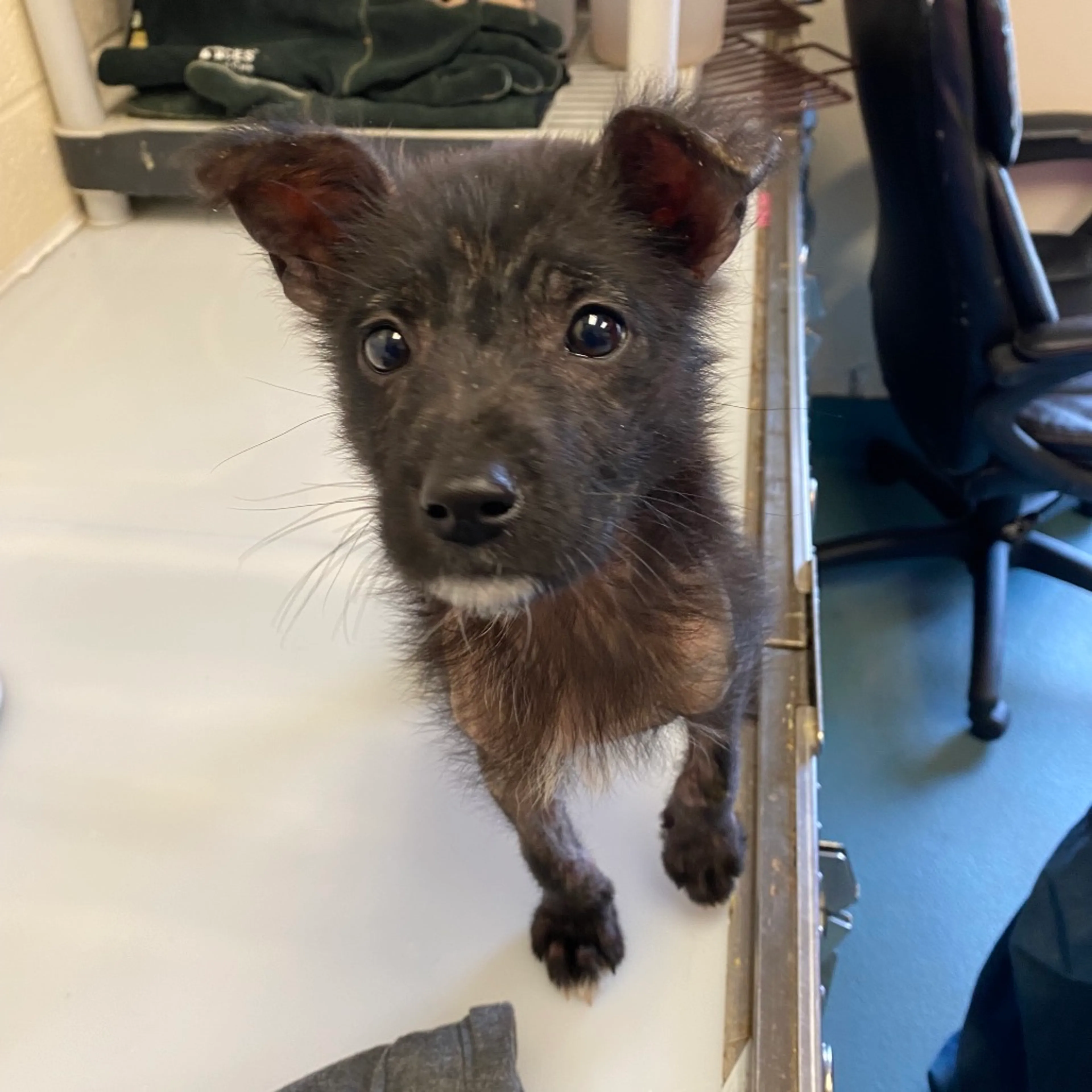 Found pet