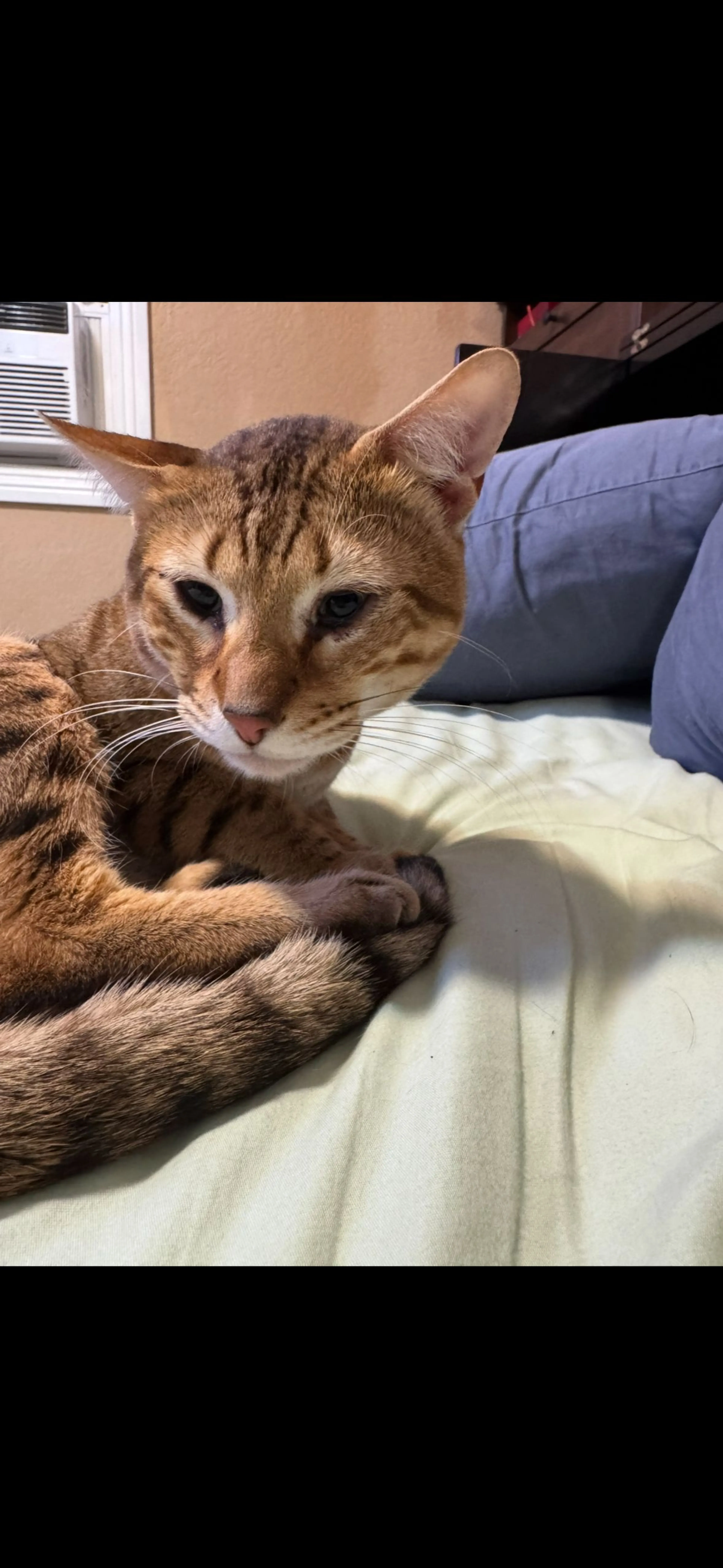Lost pet