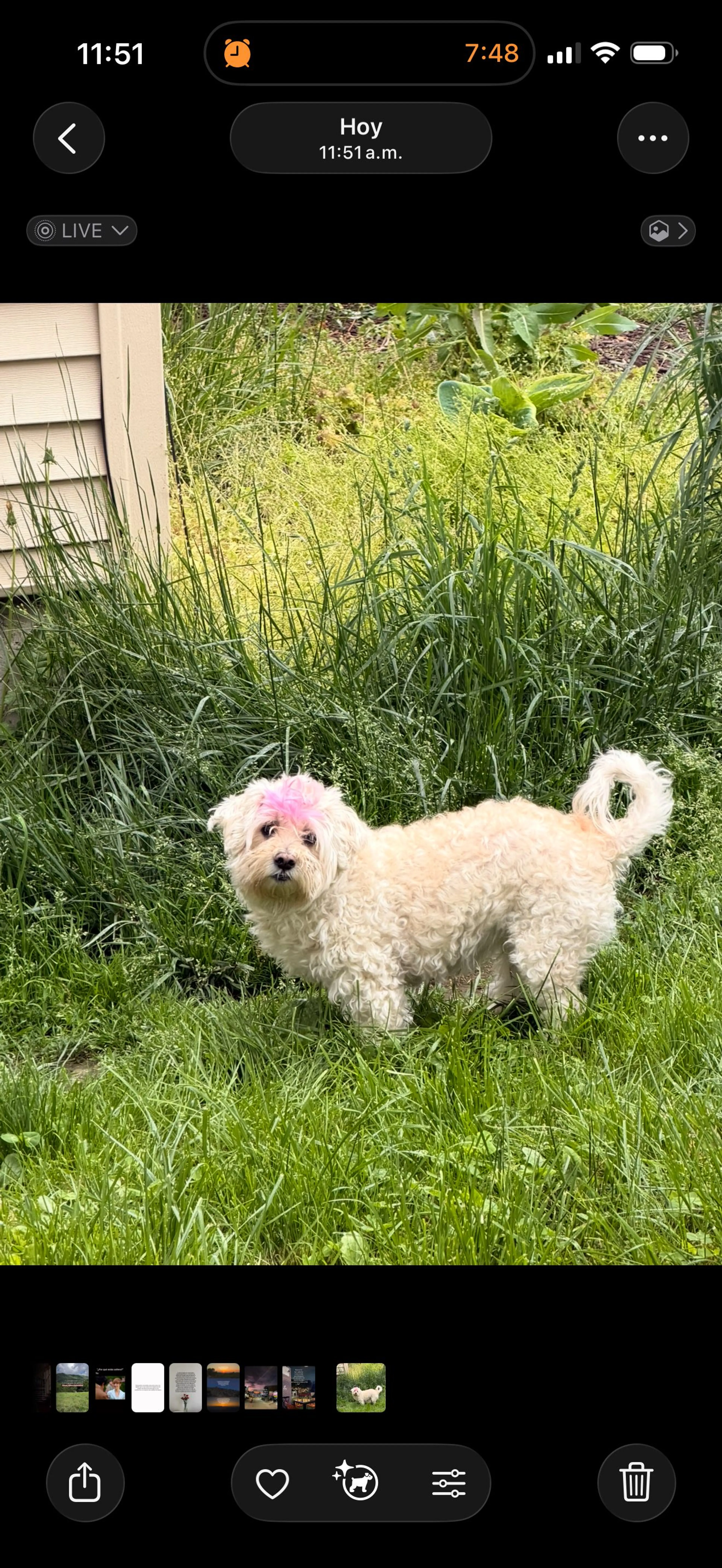 Lost pet-0