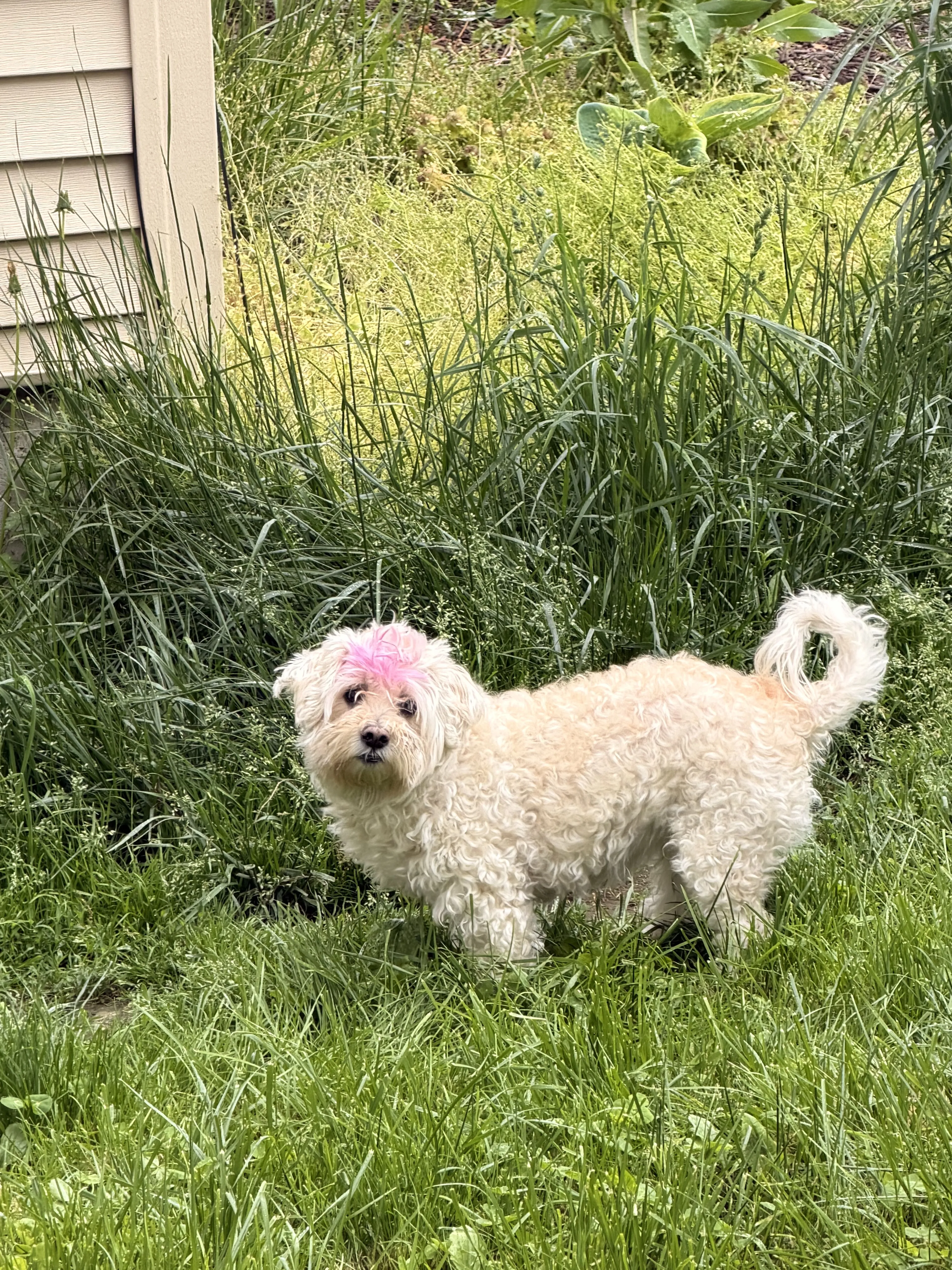 Lost pet-1