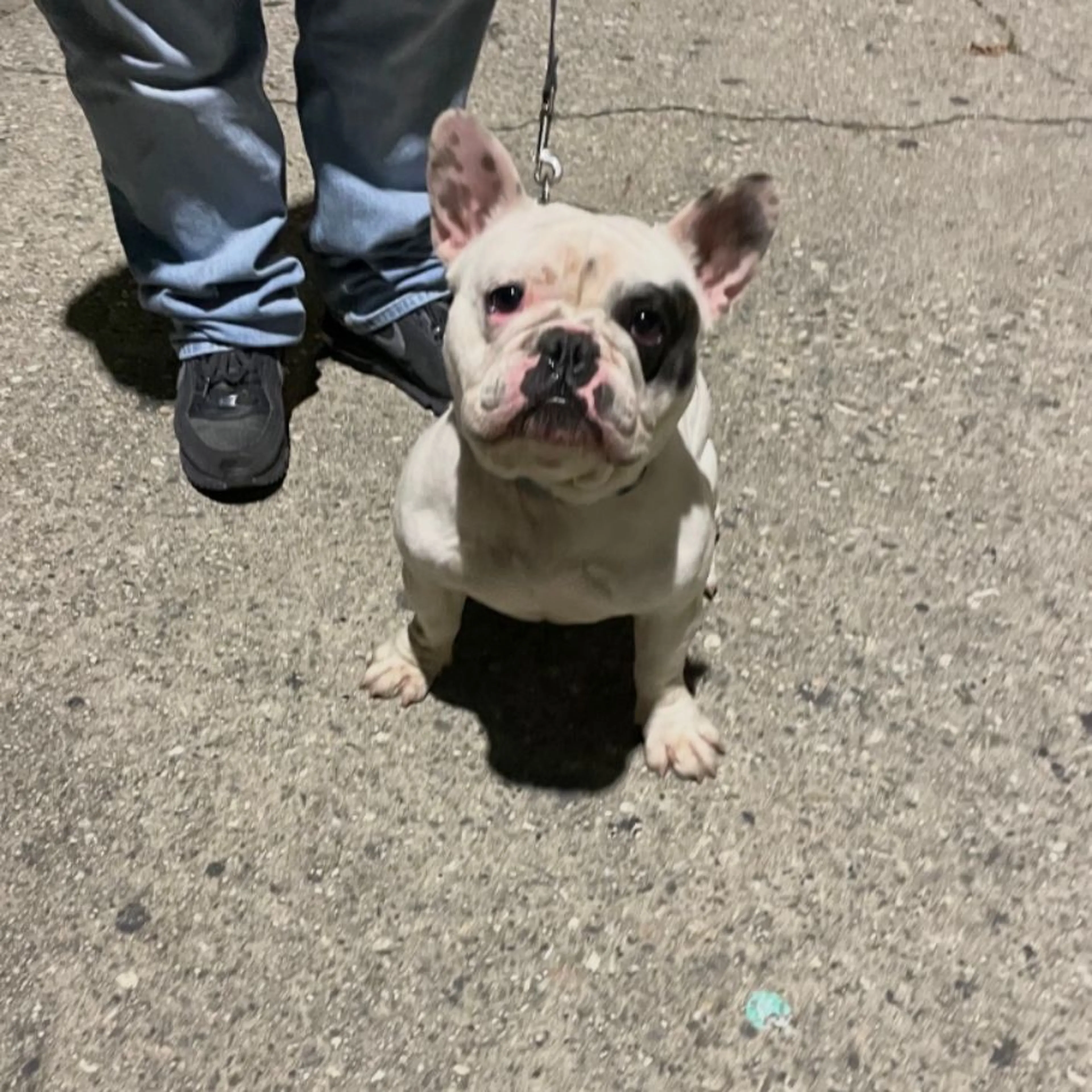 Lost pet
