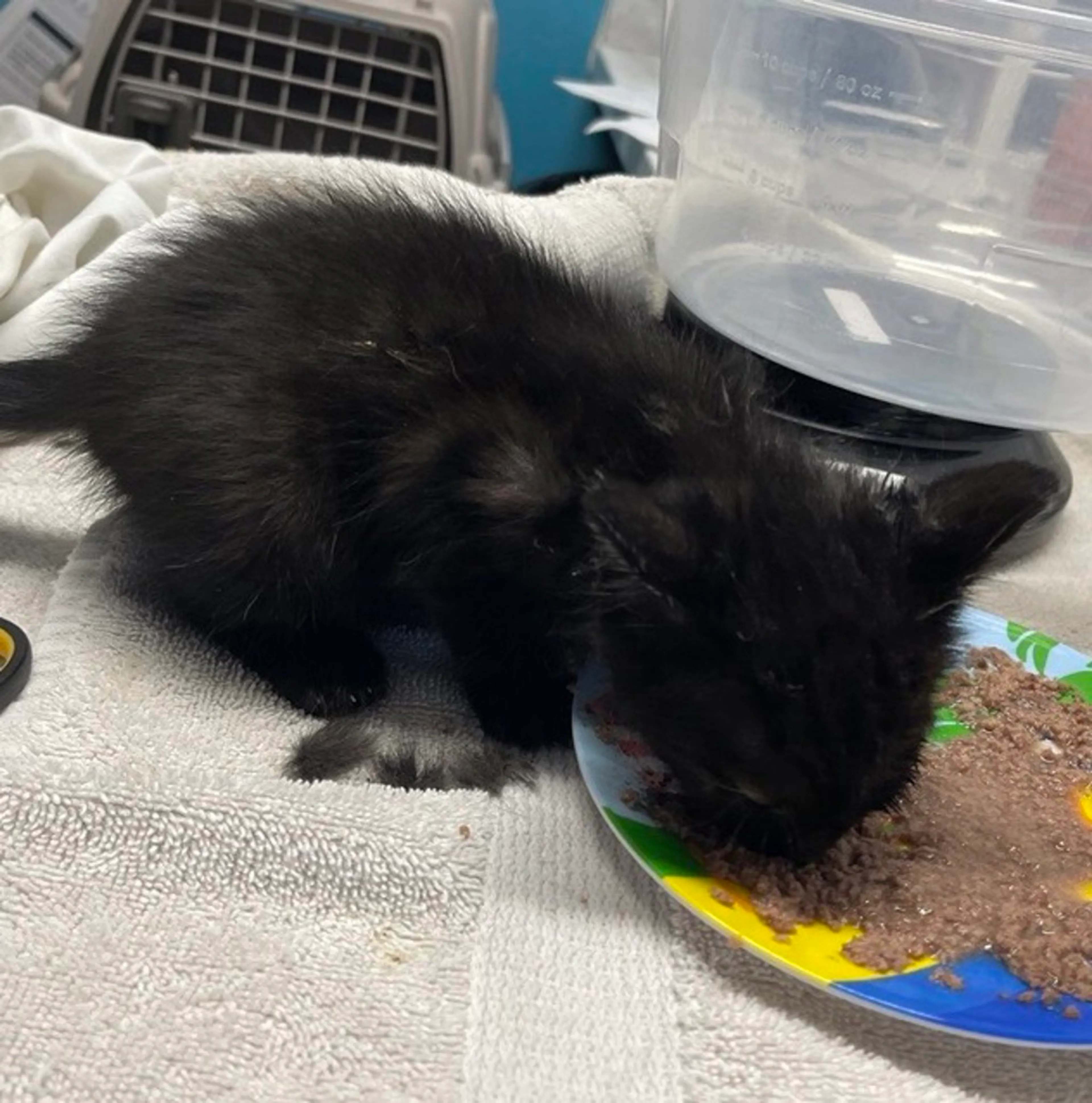 Found pet