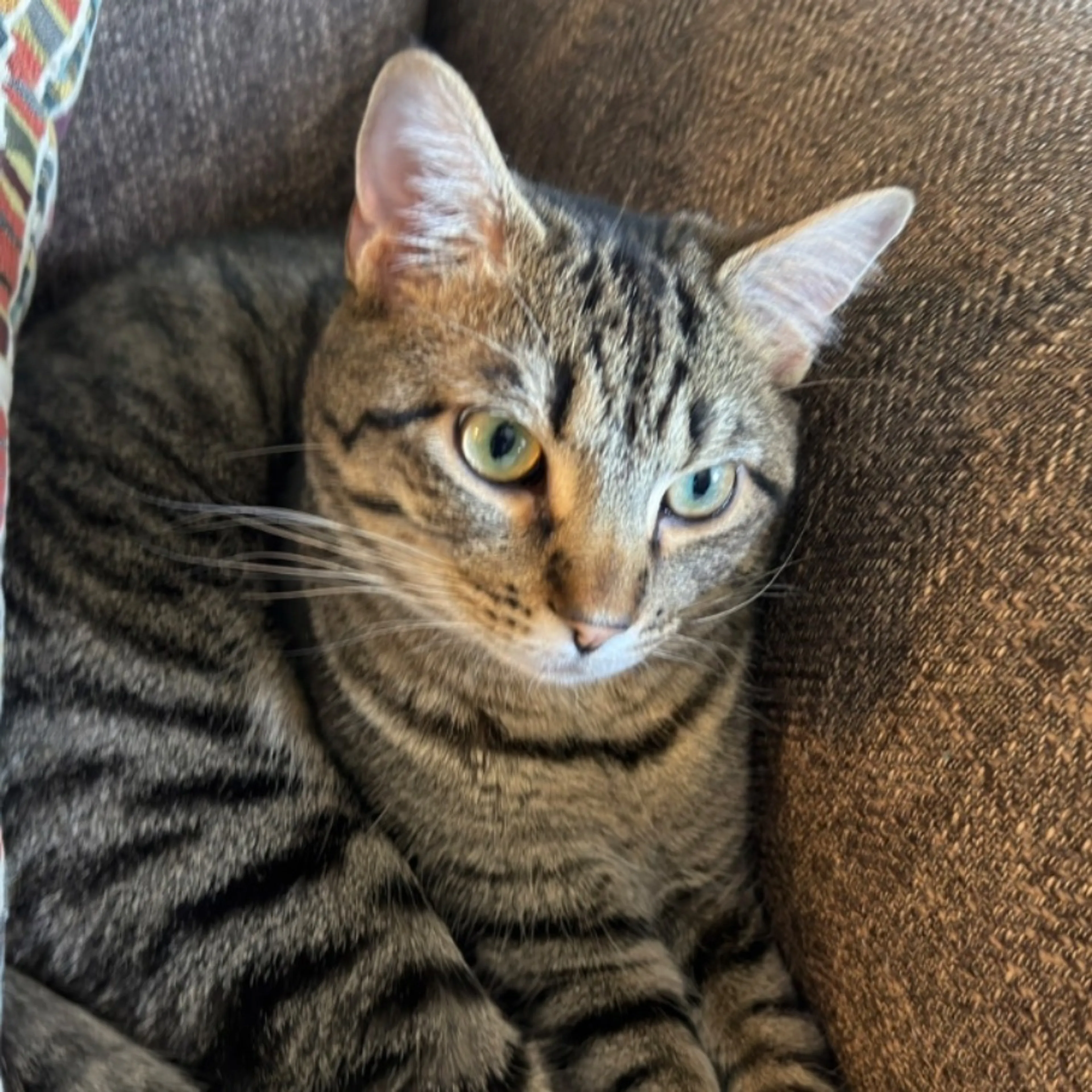 Lost pet