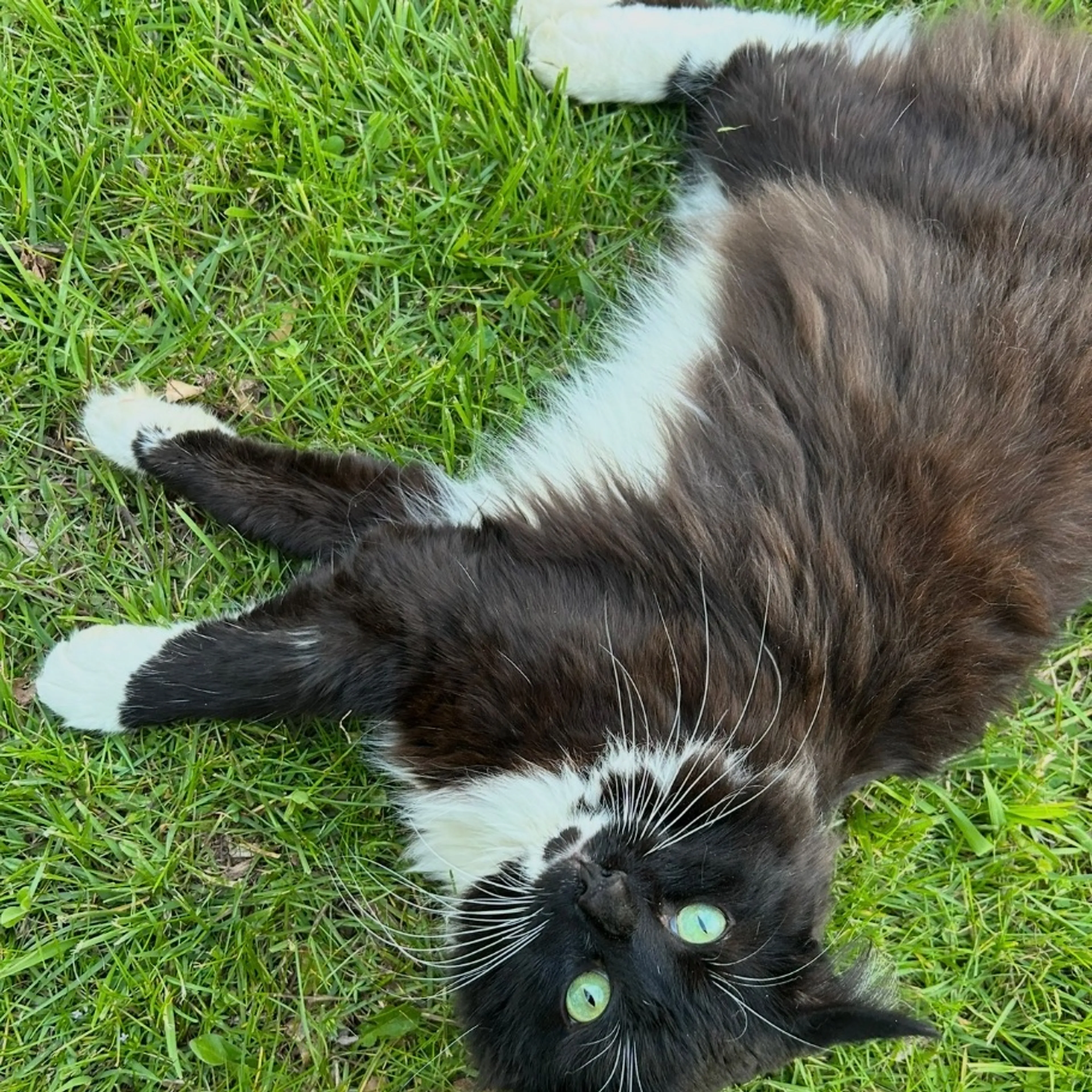 Lost pet
