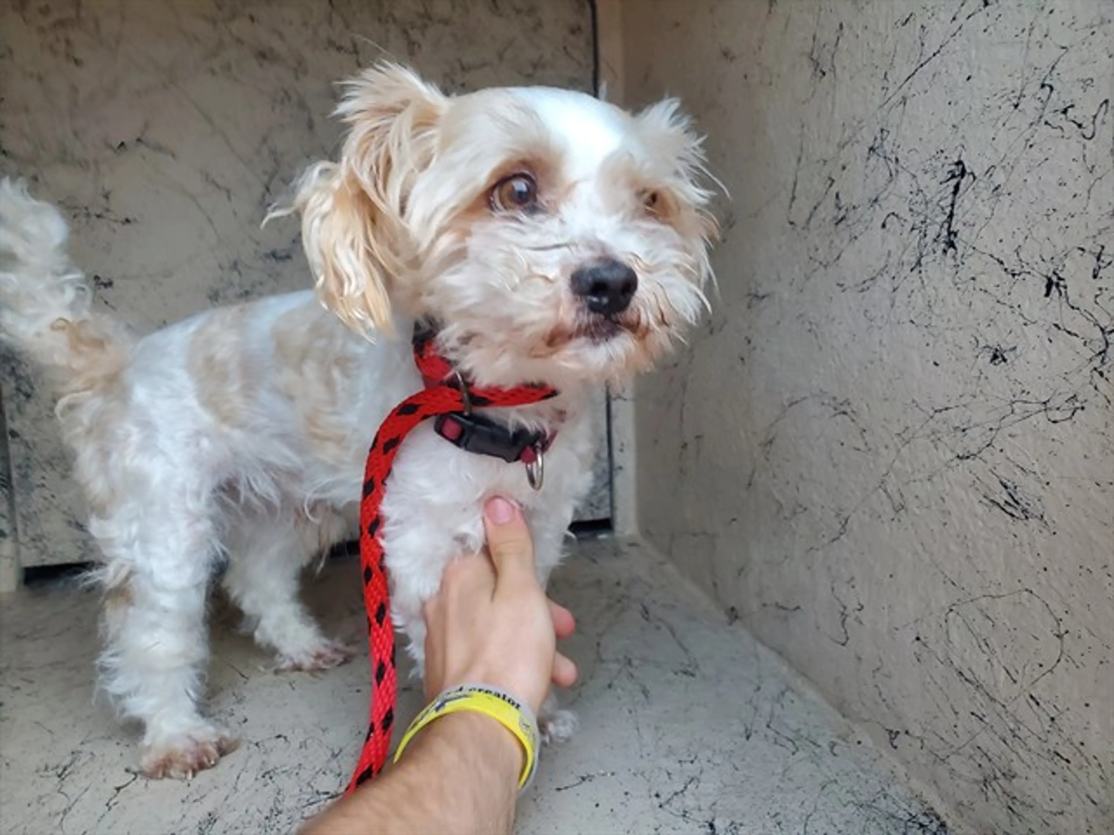 Found pet